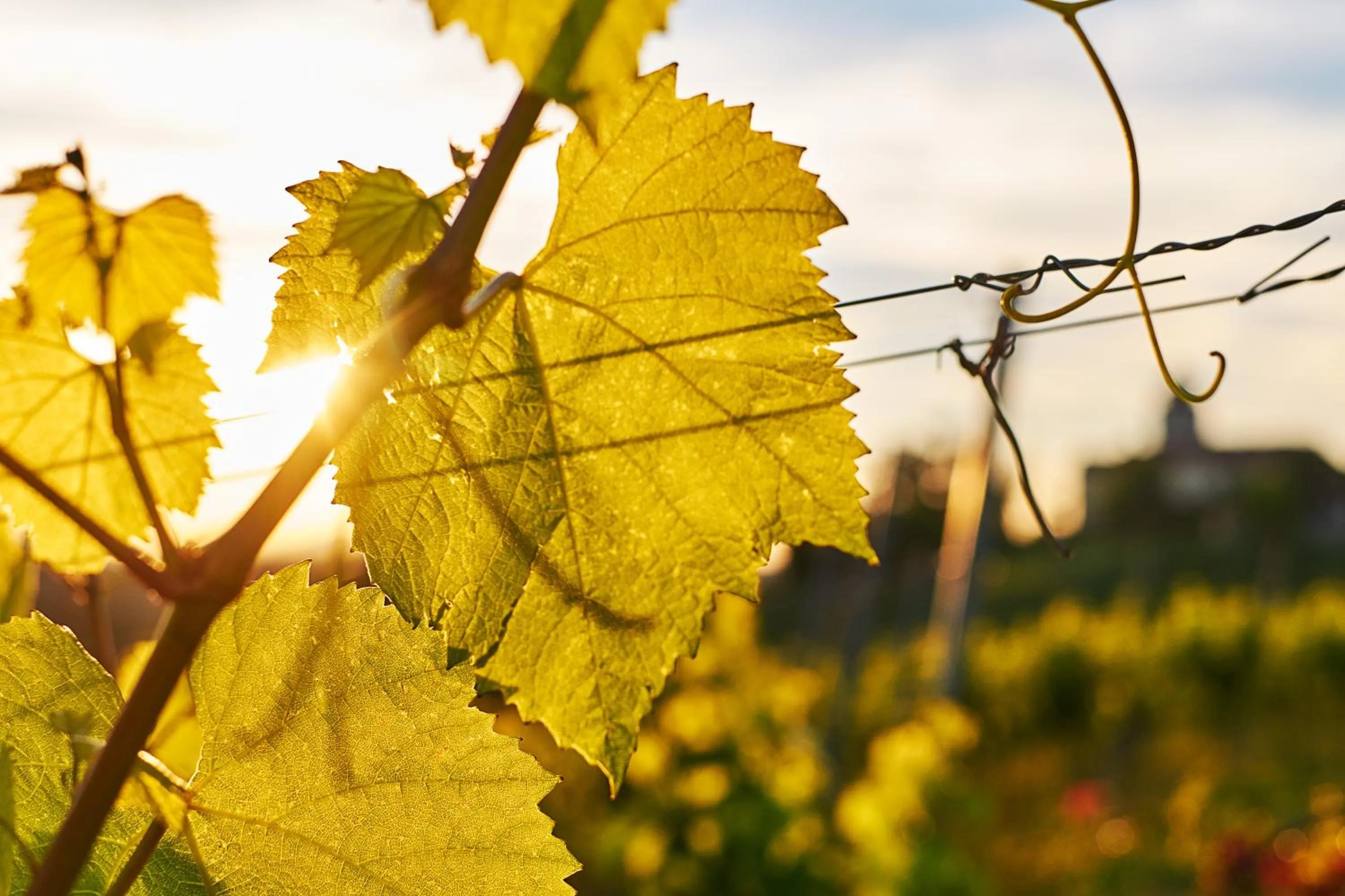 Garden view in LOISIUM Wine & Spa Hotel Südsteiermark