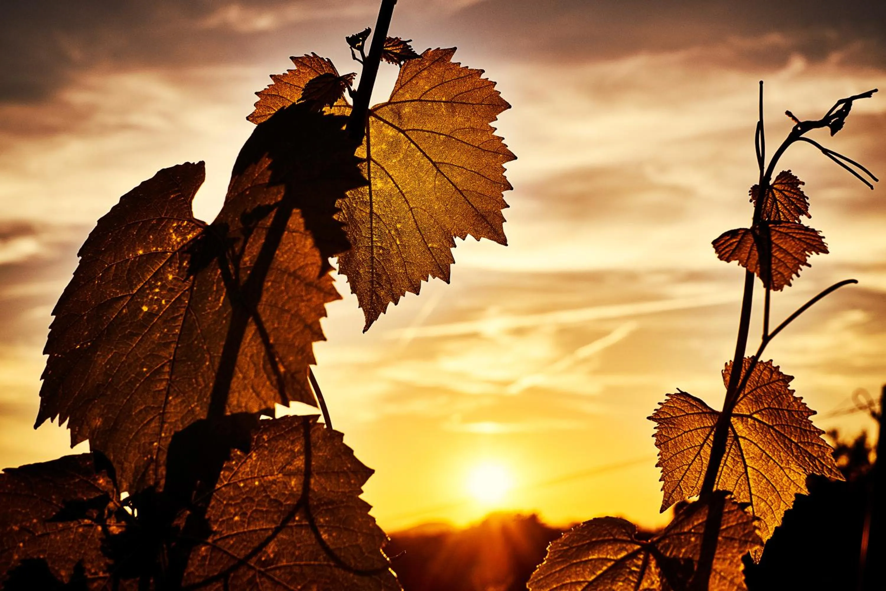 Garden in LOISIUM Wine & Spa Hotel Südsteiermark