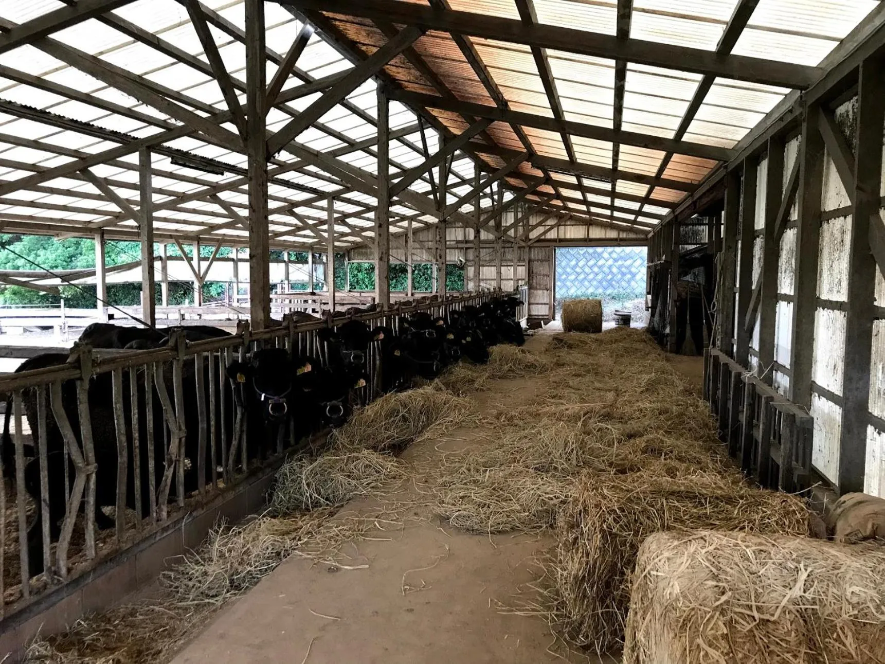 Animals in Guesthouse Wasabi