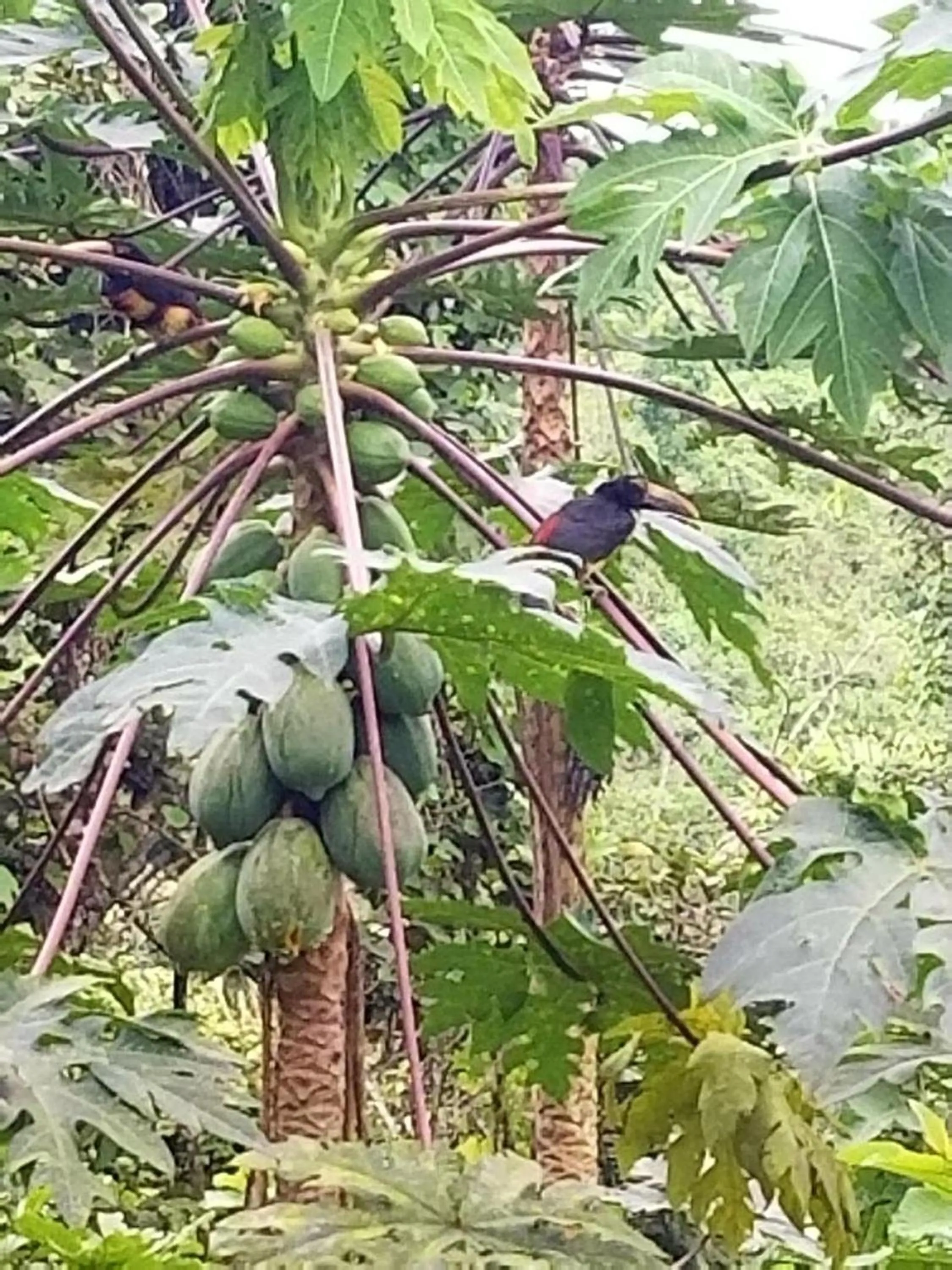 Animals in Samai Lodge Holistic Living