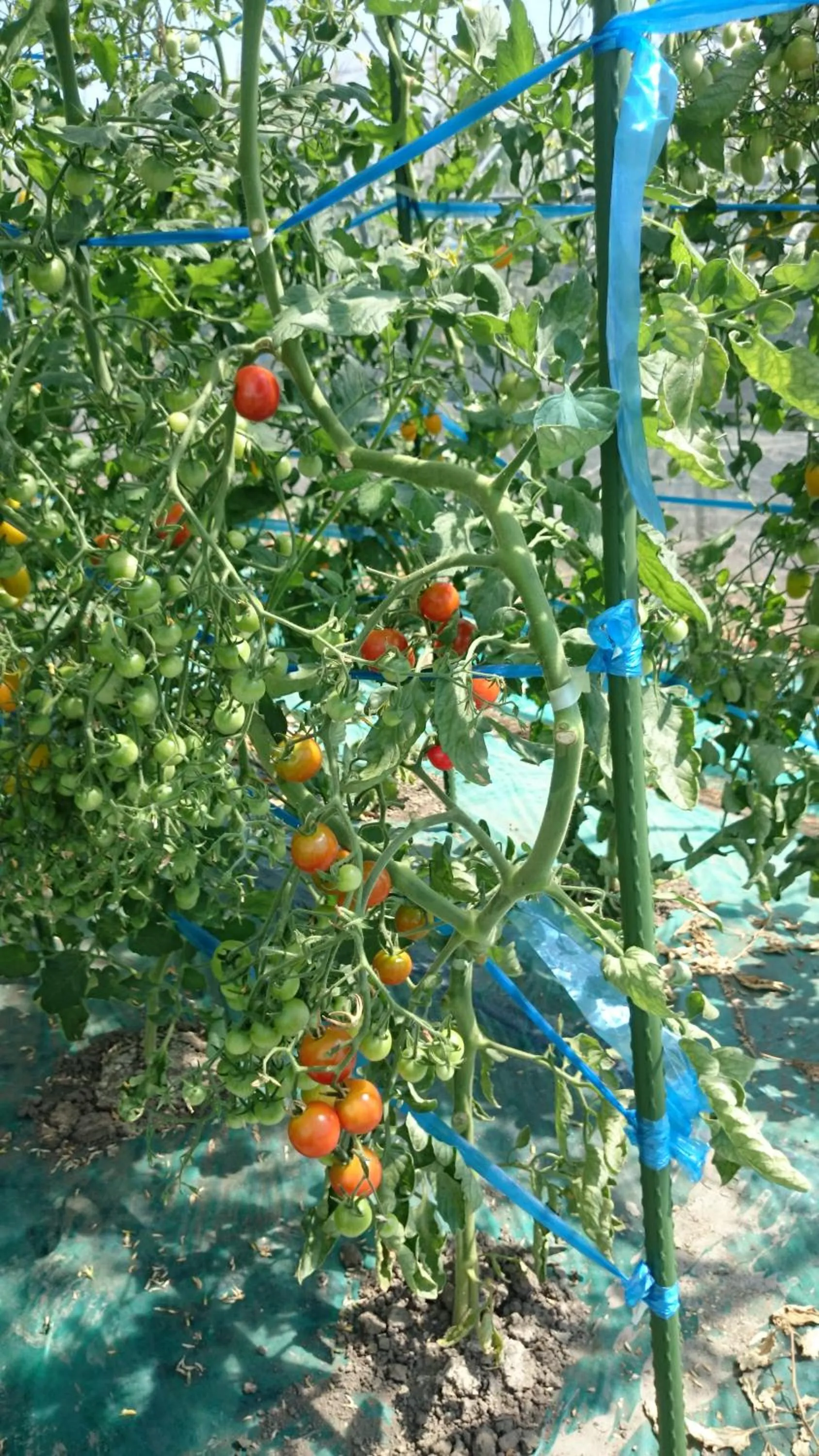 Nearby landmark in Furano Mount Villa