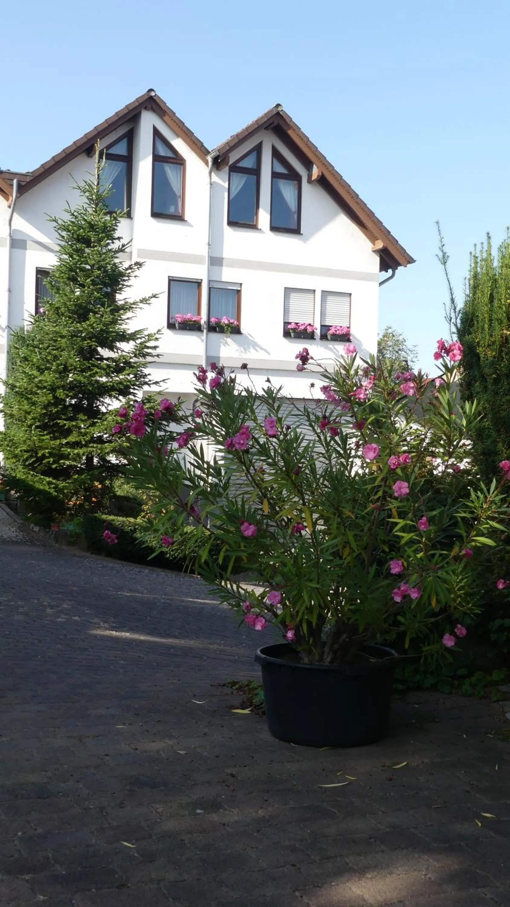 Patio in Hotel Janssen