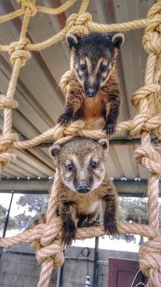 Pets in Monte Santa Catarina