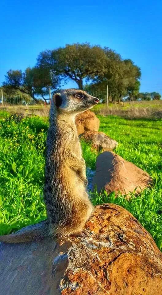 Pets in Monte Santa Catarina