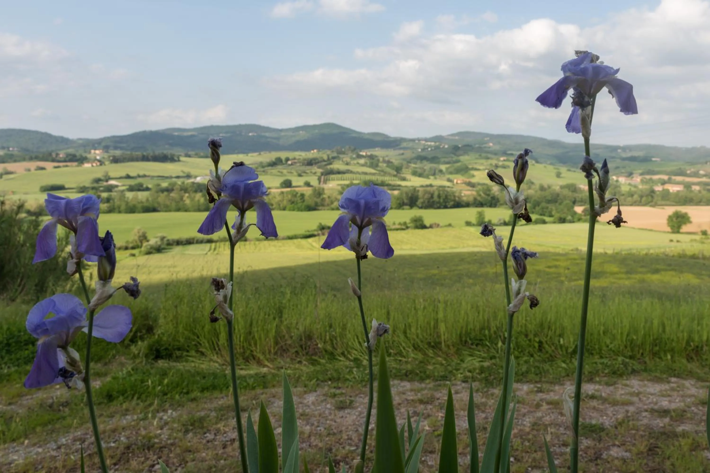 Spring in Podere Torricella