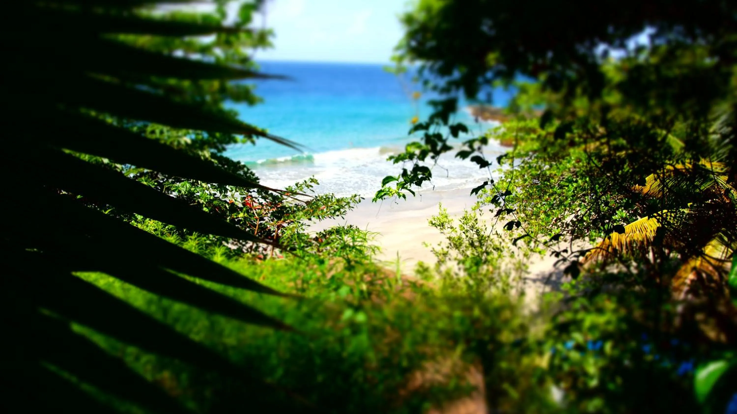 Natural landscape in Bacolet Beach Club