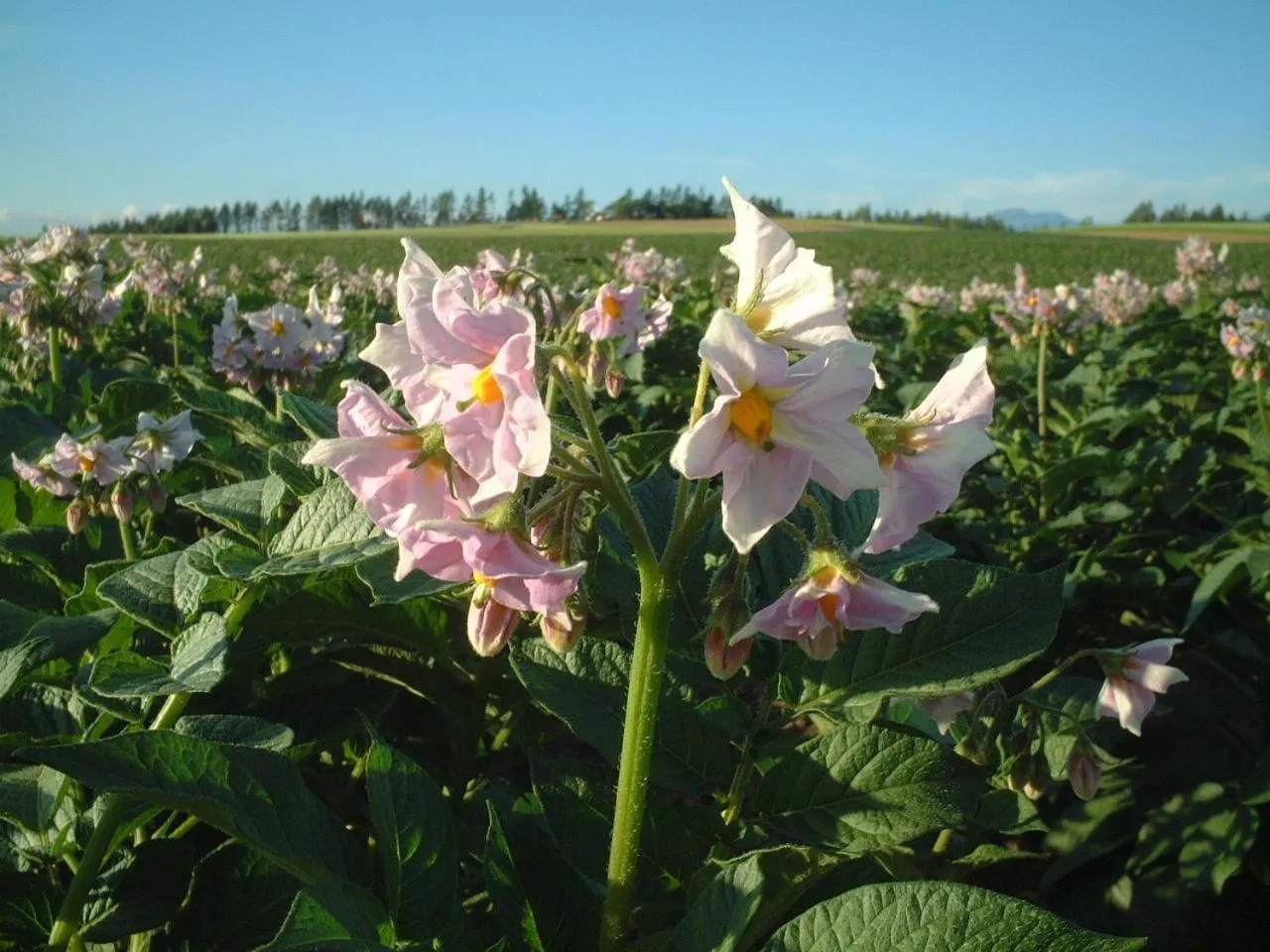 Off site in Akane-yado