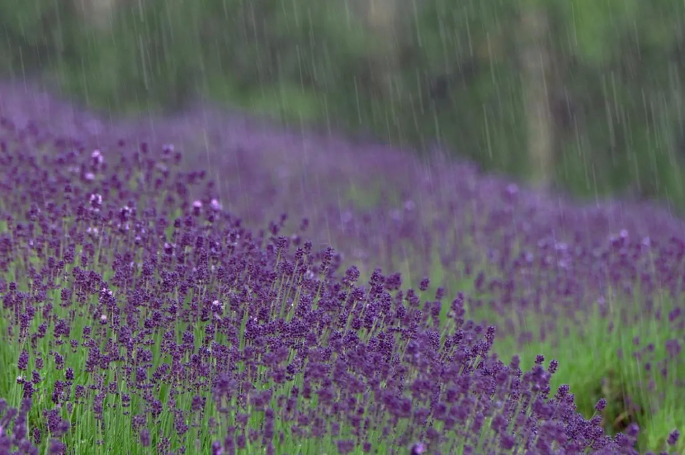 Nearby landmark in Akane-yado