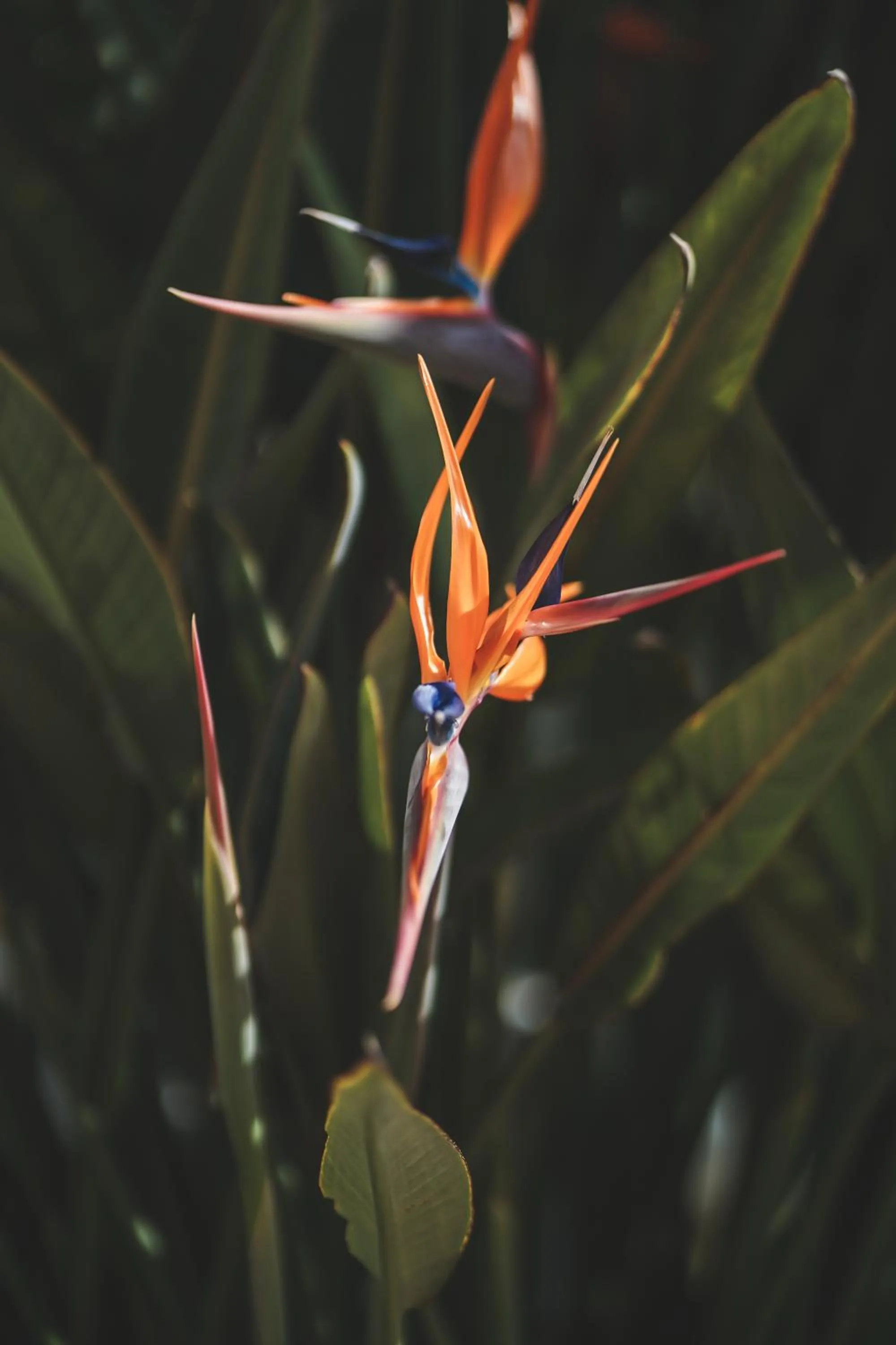 Garden in Zeus Village Resort - Adults Only