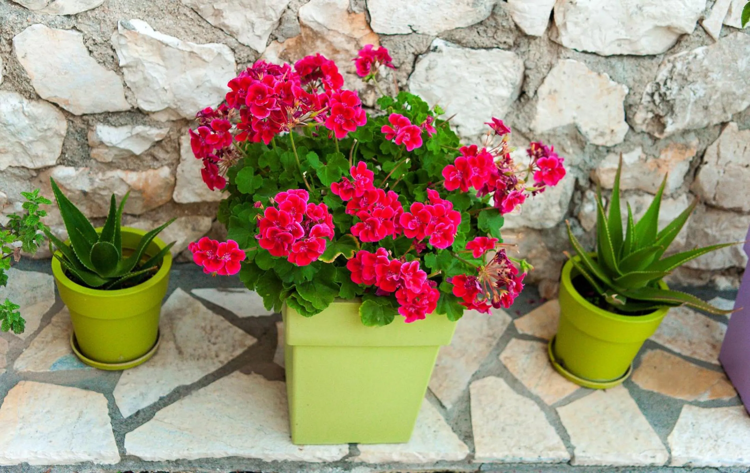 Spring in San Lazzaro