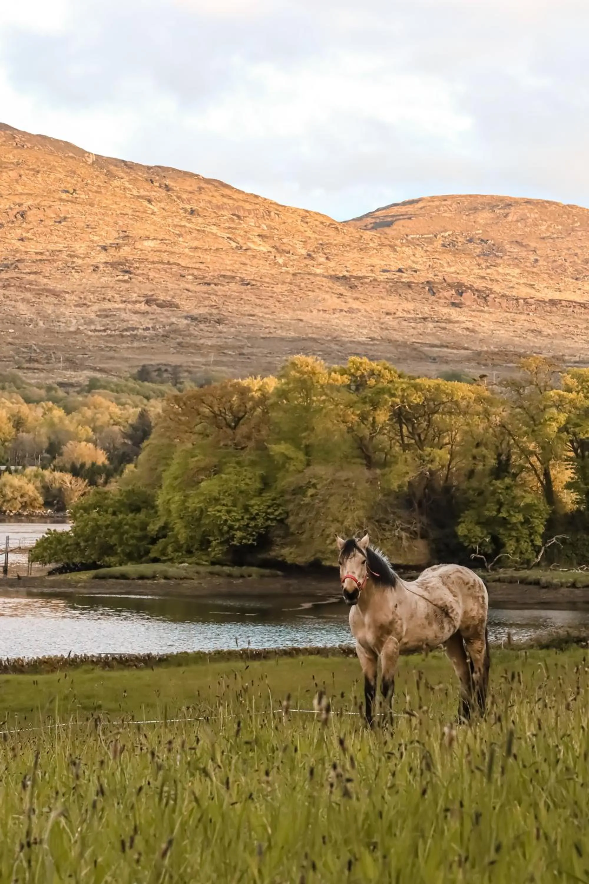 Mountain view in Park Hotel Kenmare