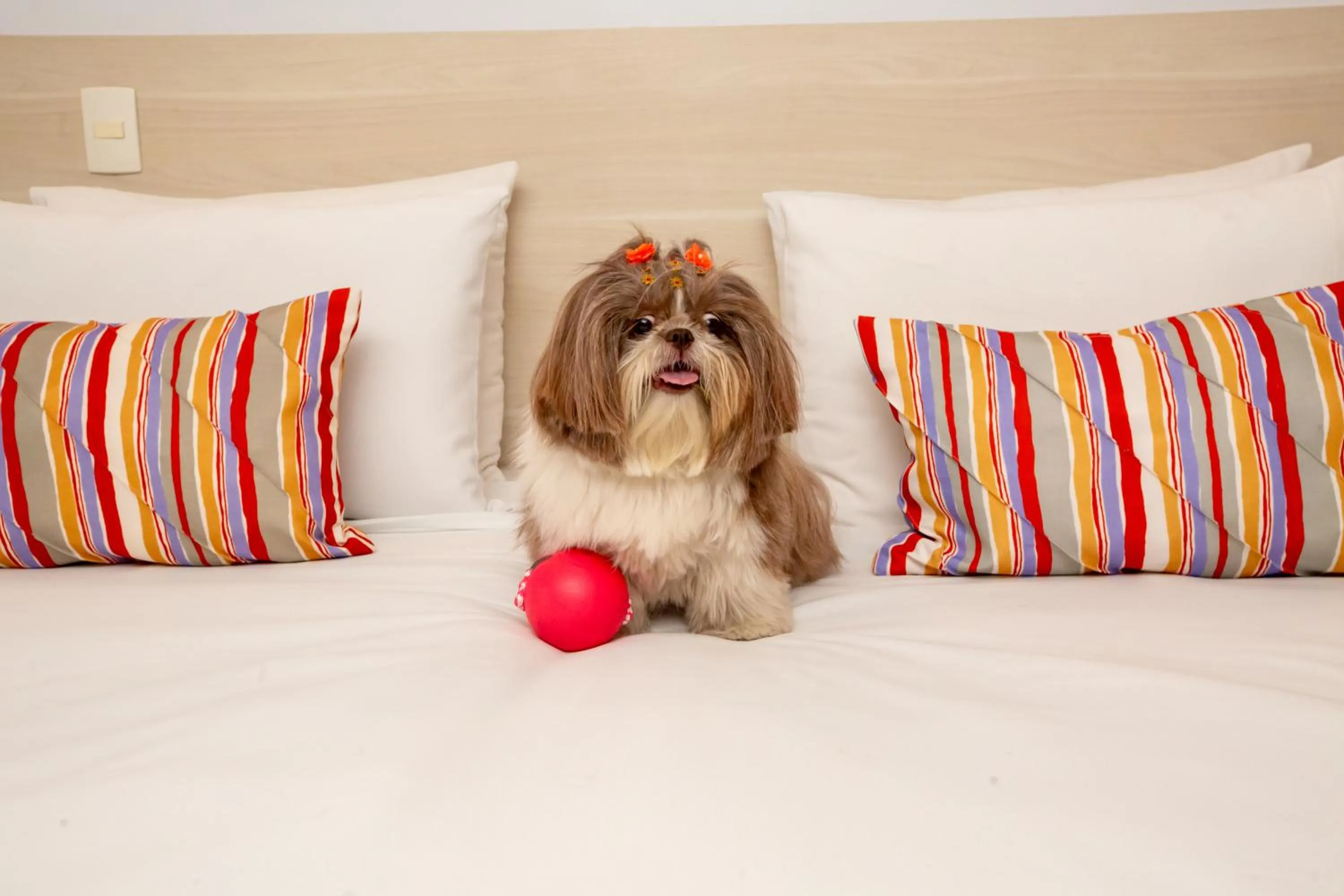 pet friendly, Bed in Transamerica Fit Villa Lobos