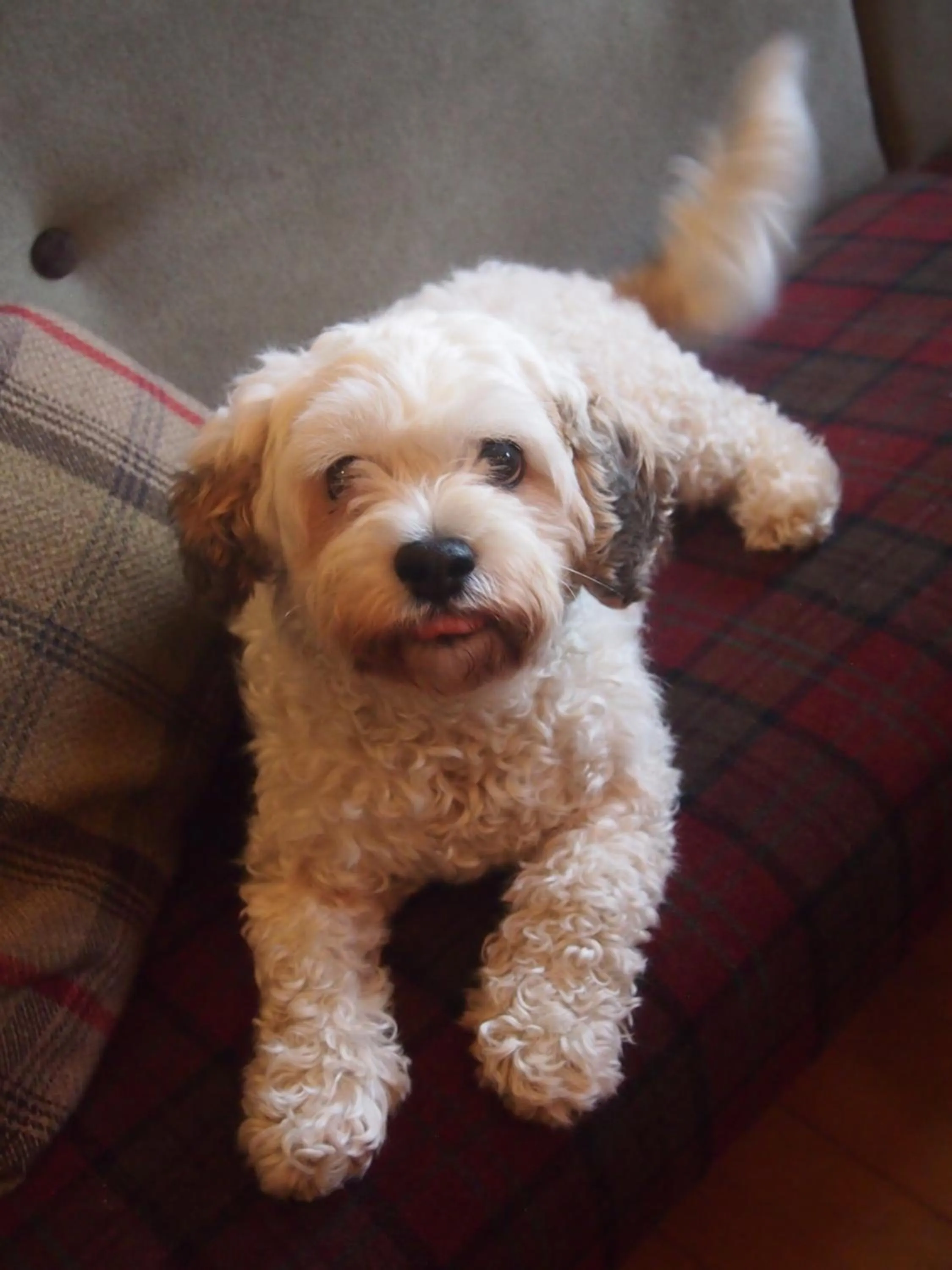 Pets in The Kelvin Hotel