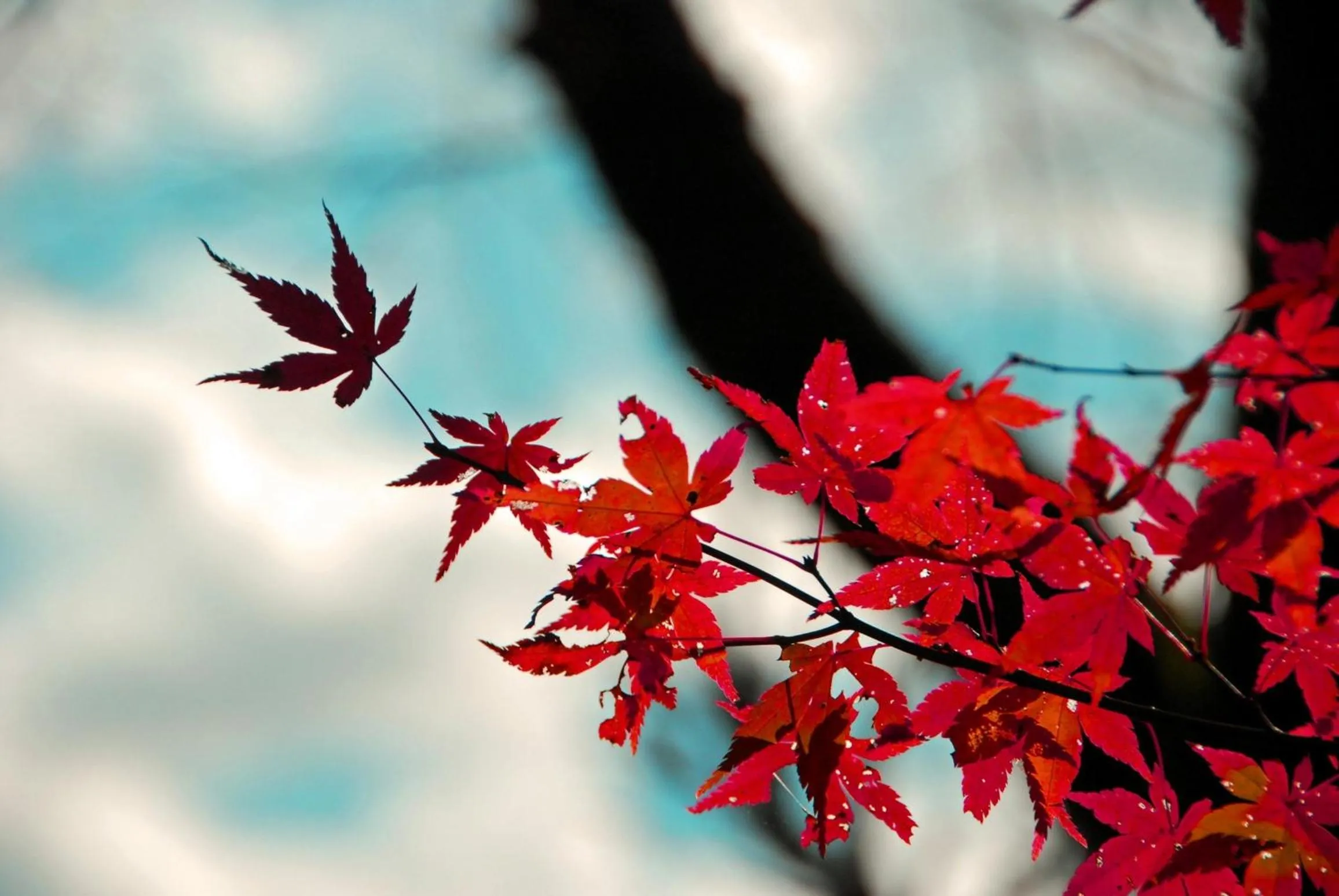 Nearby landmark in Stay SAKURA Kyoto Nijo Rikyu