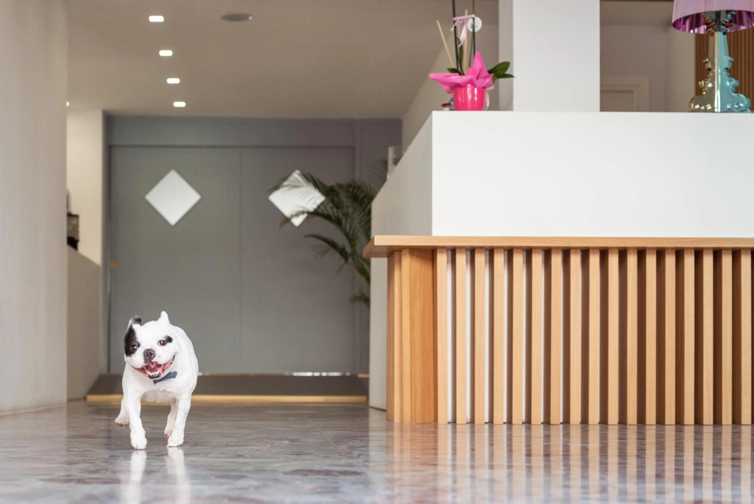 Pets in Adria Beach Hotel