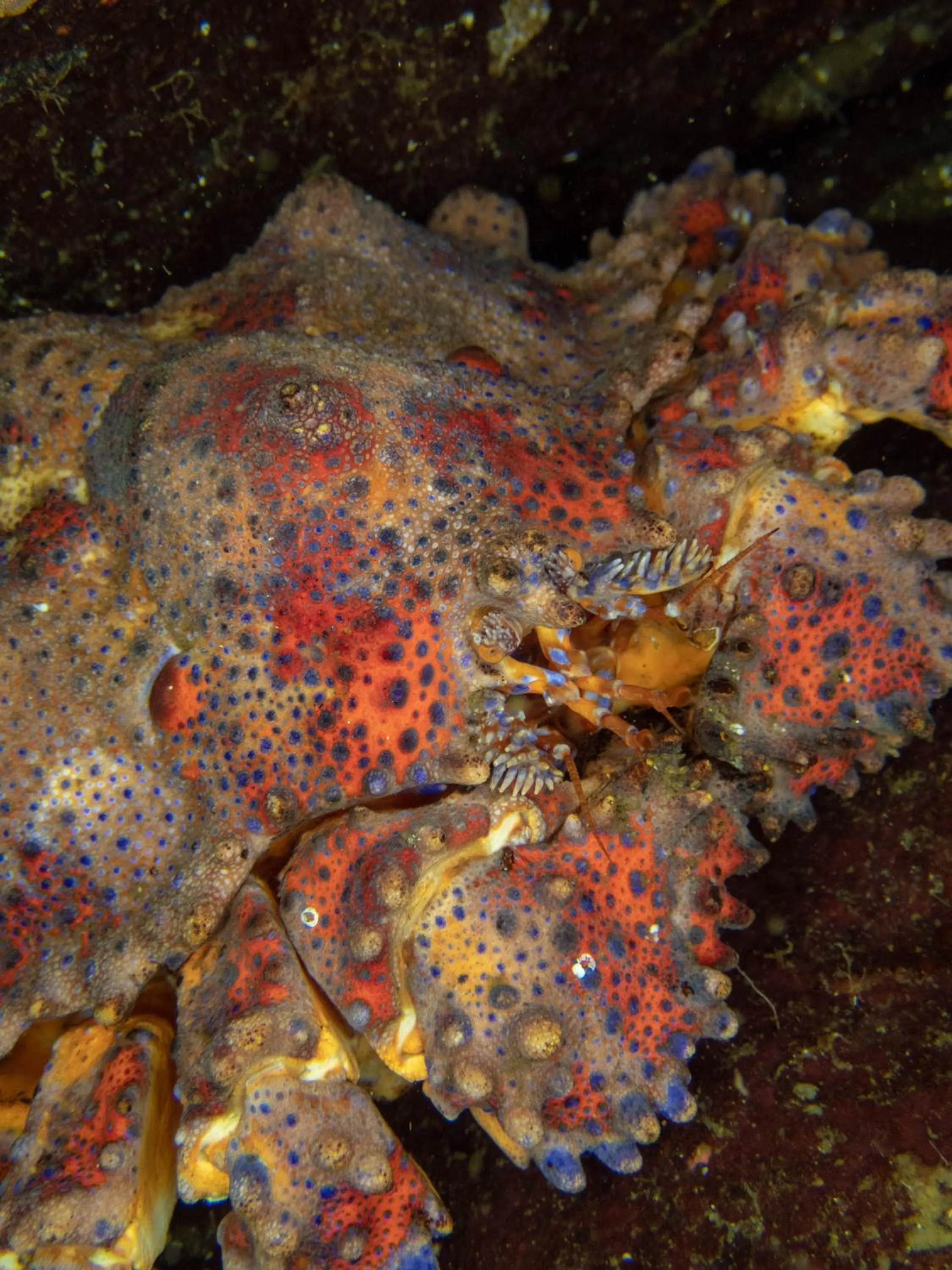 Diving in The Tuwanek Hotel and Spa