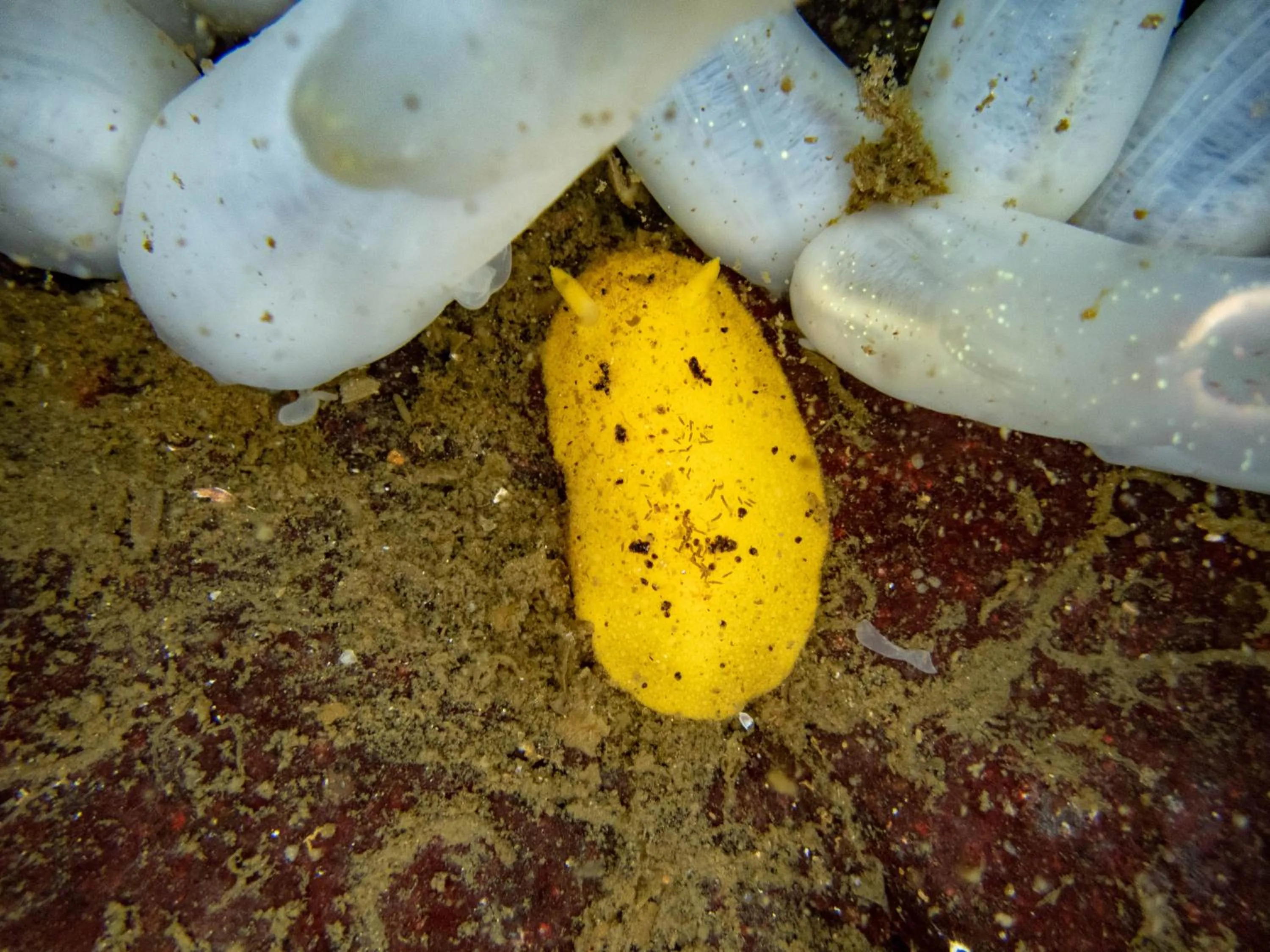 Diving in The Tuwanek Hotel and Spa