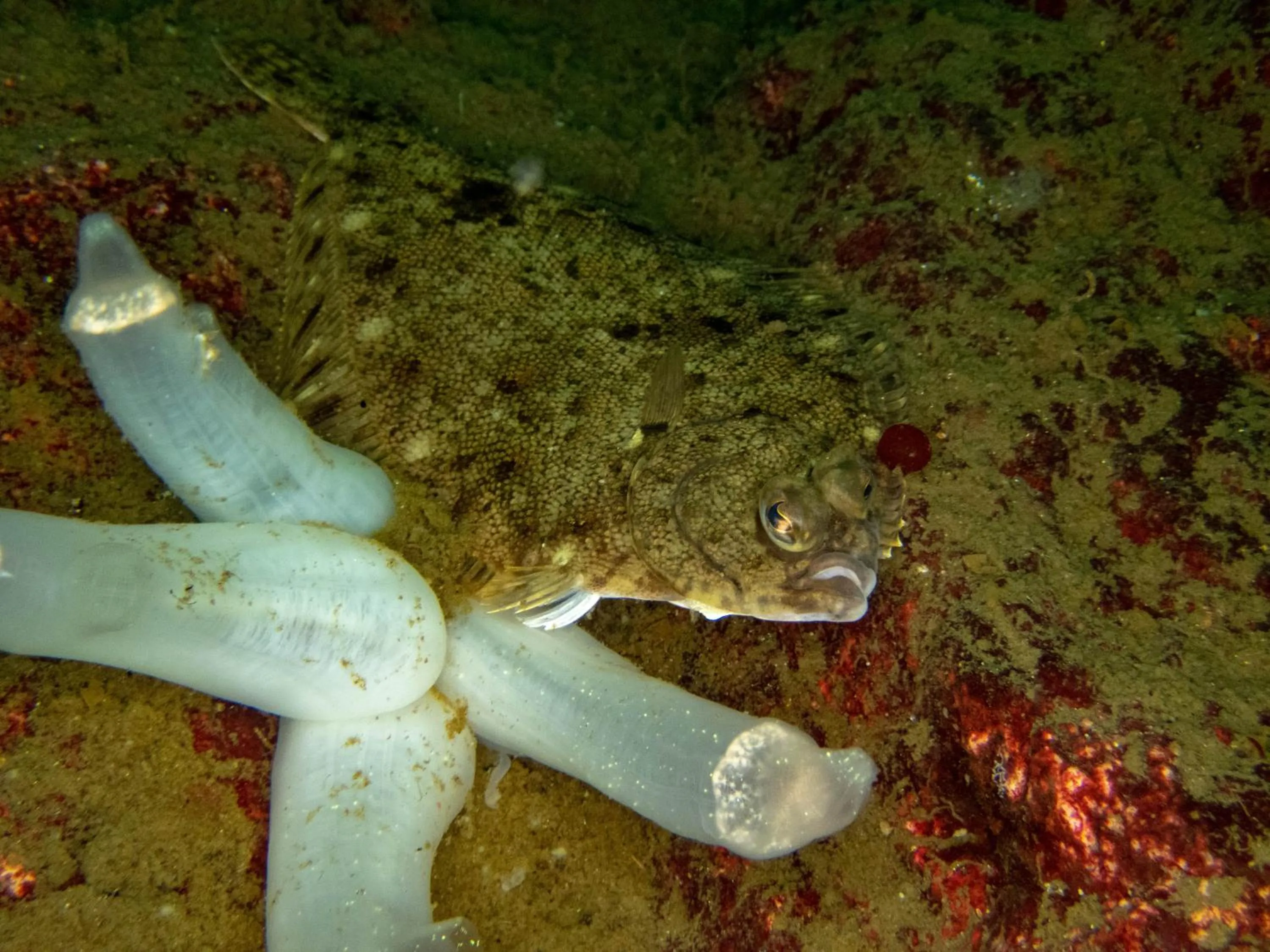 Diving in The Tuwanek Hotel and Spa