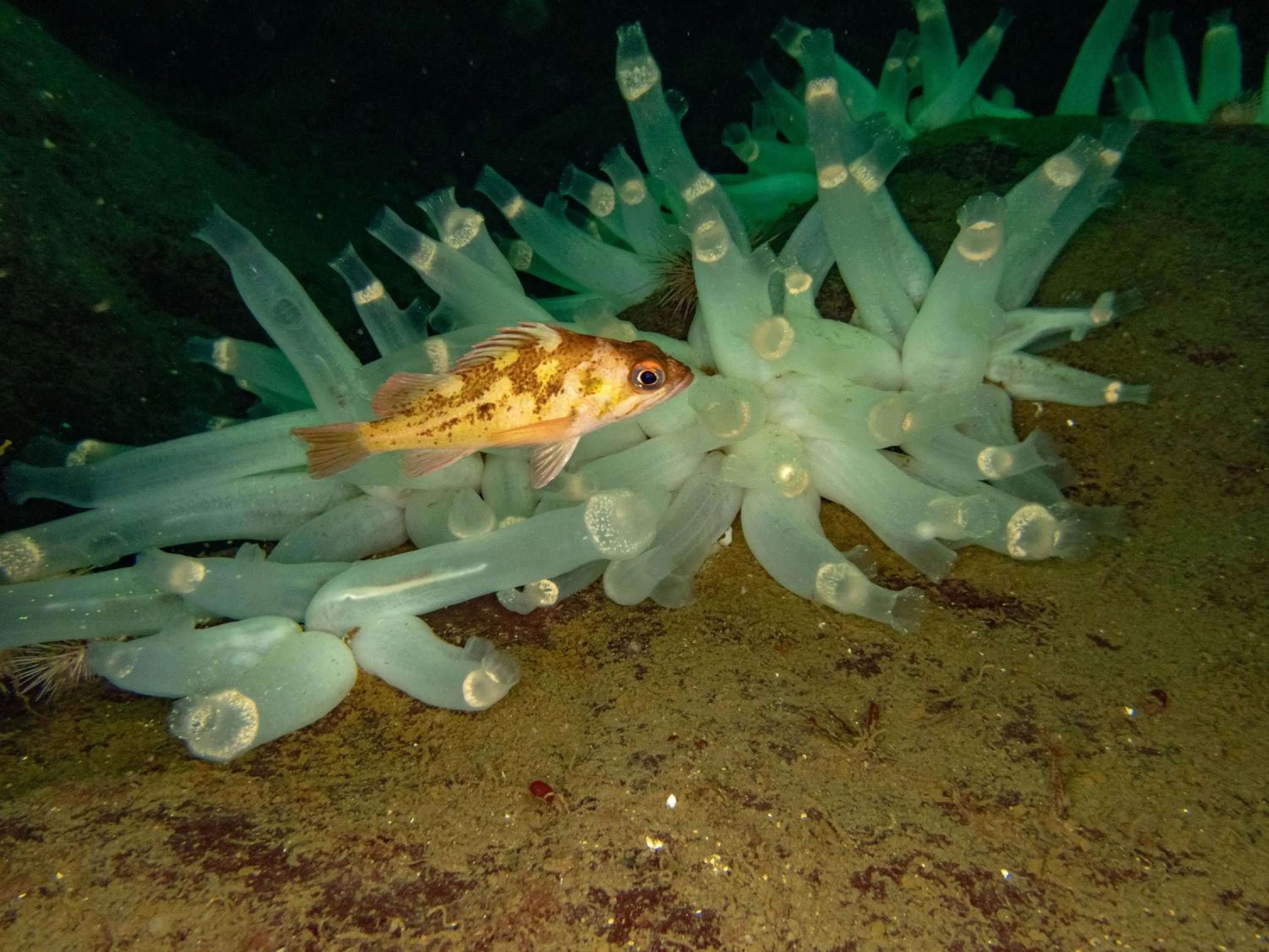 Diving in The Tuwanek Hotel and Spa