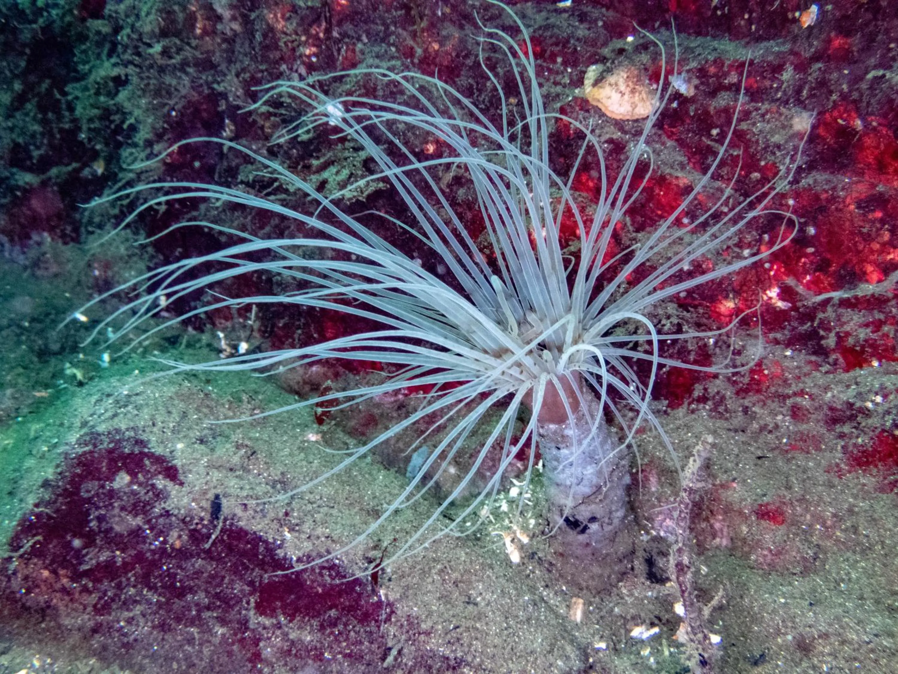 Diving in The Tuwanek Hotel and Spa