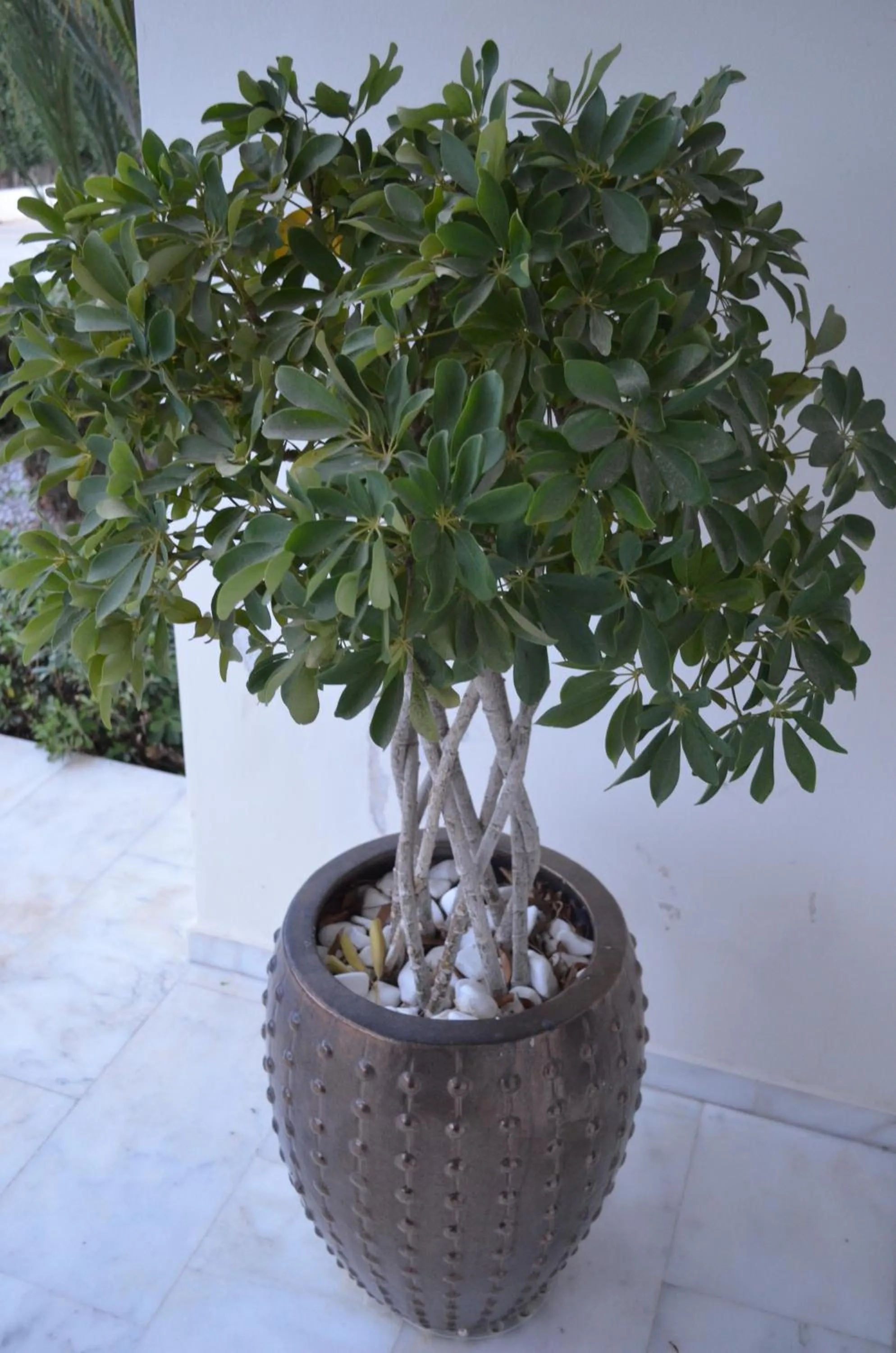 Garden in Kremasti Memories