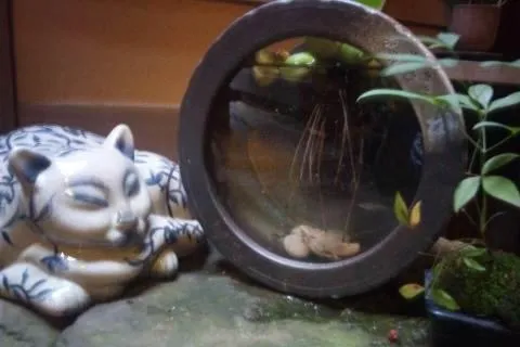 Guest House Kingyoya