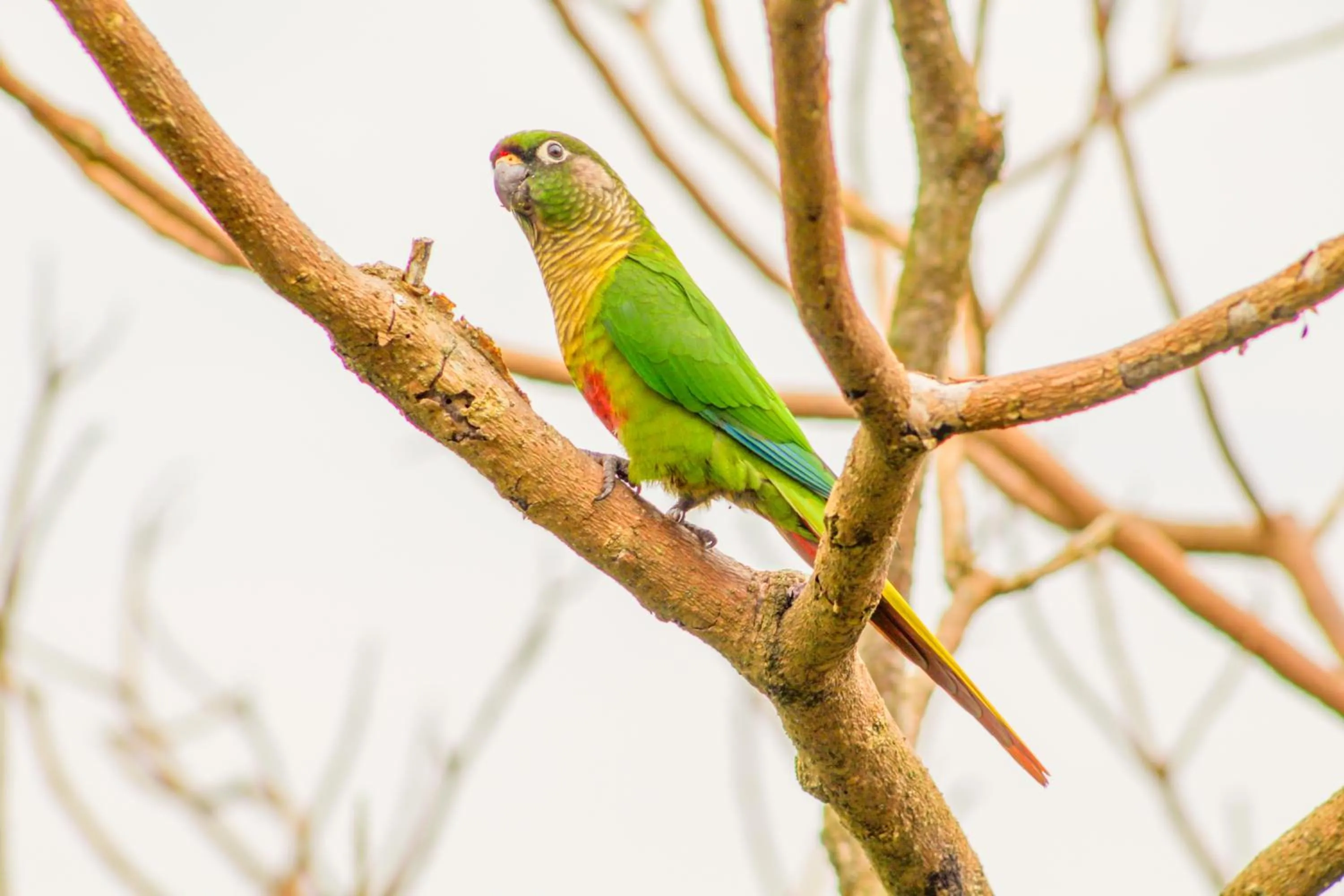 Natural landscape in VELINN Hotel Ninho do Falcão