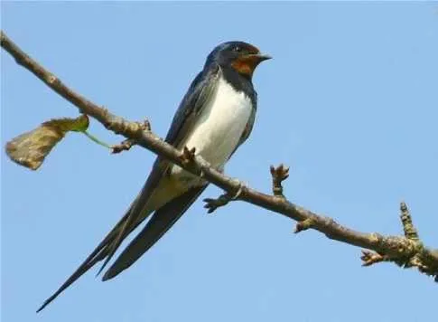 Logo/Certificate/Sign in B&B Il Nido