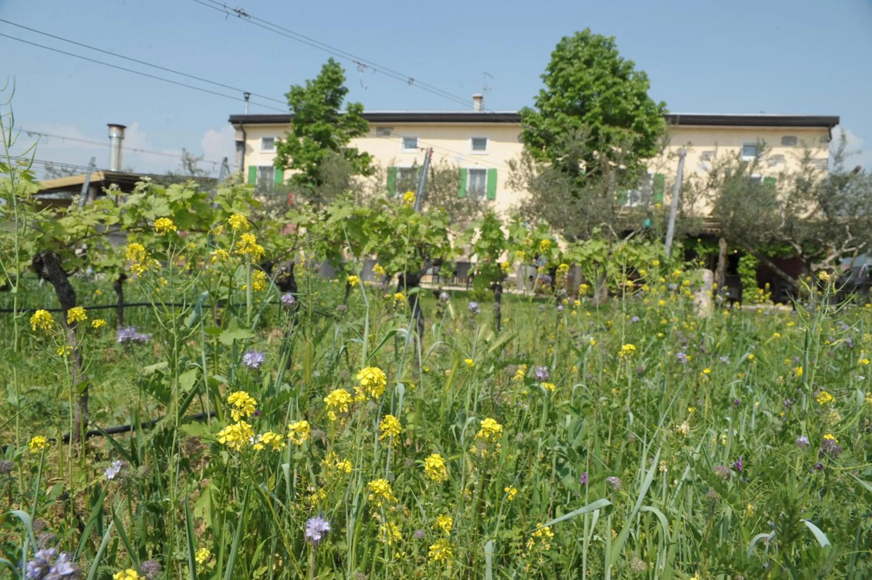 Agriturismo Sol De Montalto