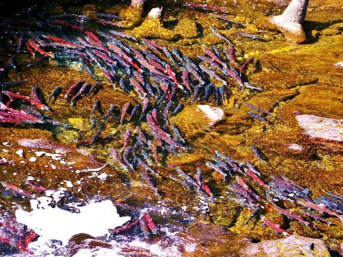 Activities in Carriage House Accommodations