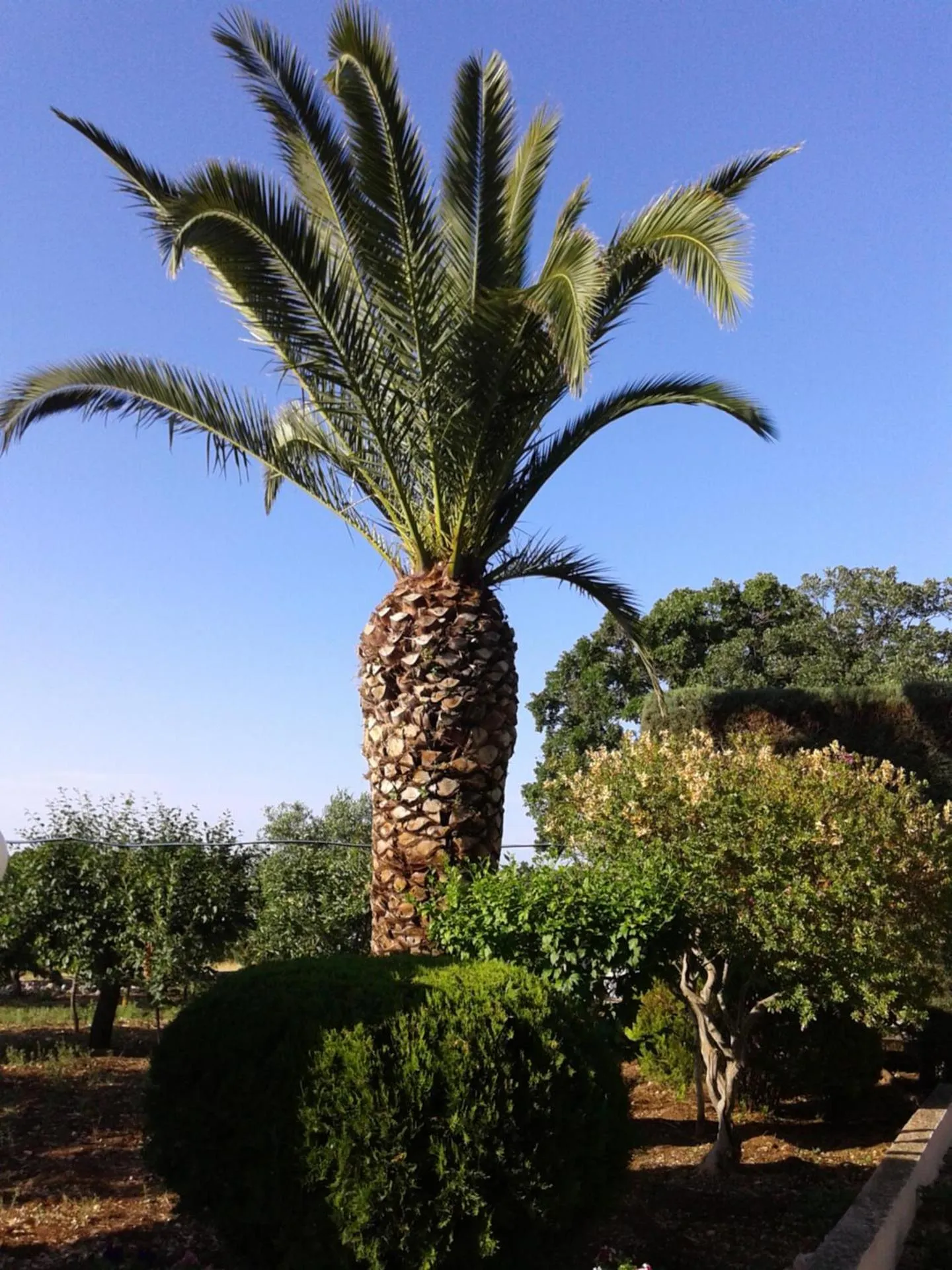 Garden in B&B Bell'aria