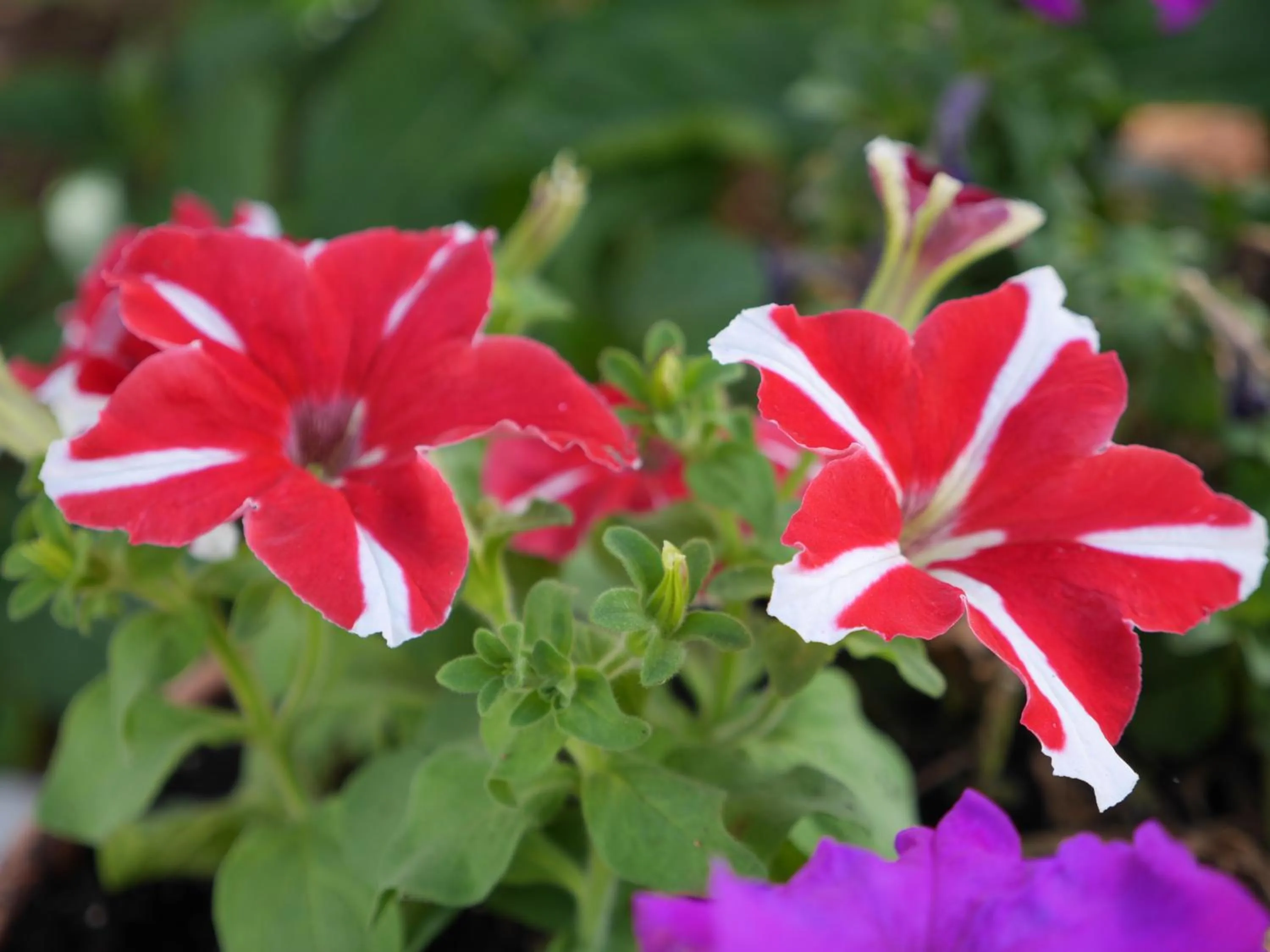 Decorative detail in B&B Bell'aria