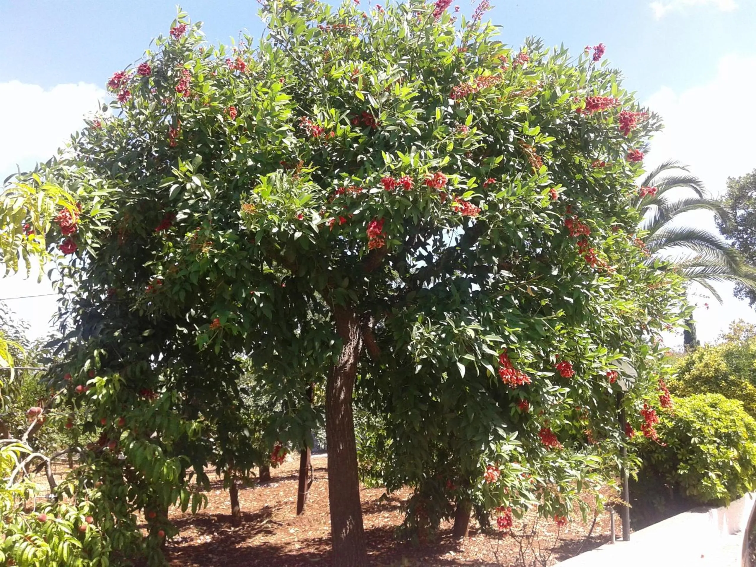 Garden in B&B Bell'aria