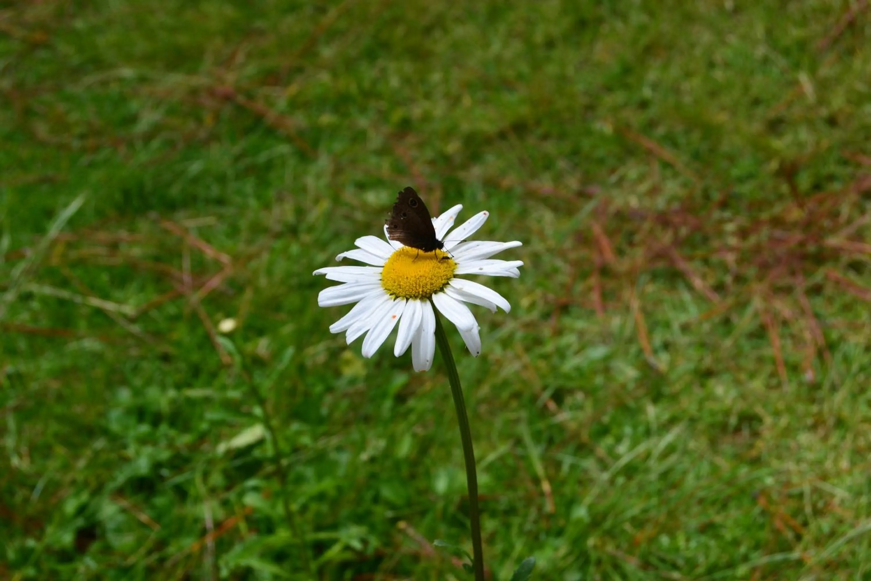 Villa Pajon Eco Lodge