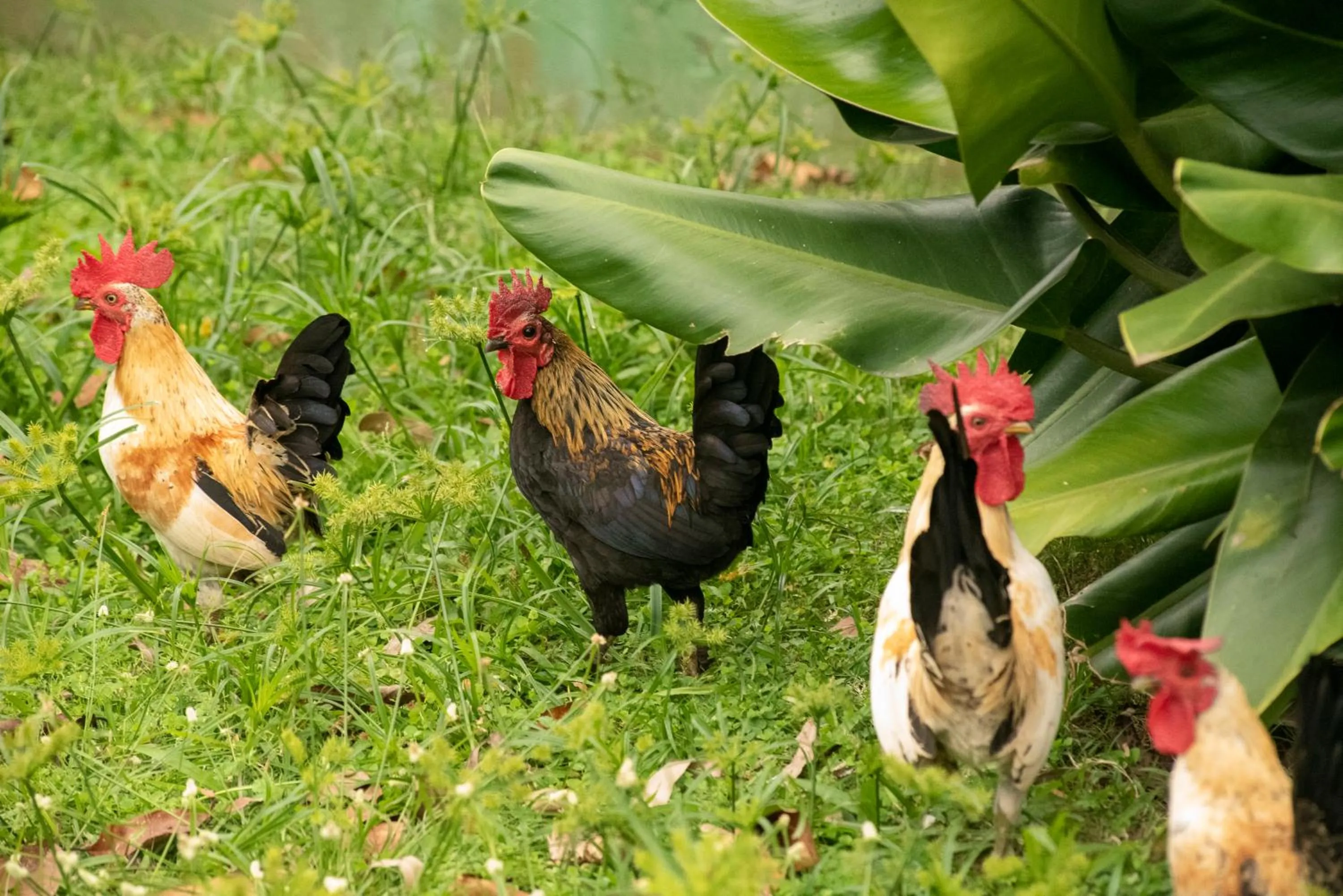 Pousada Chácara Rio Jordão