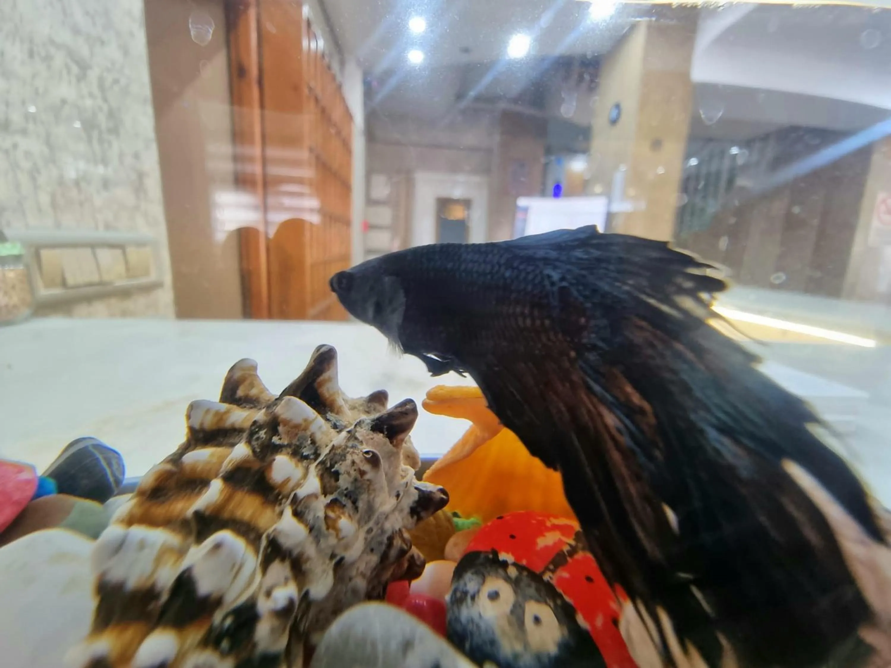 Lobby or reception in Perlo Hotel City