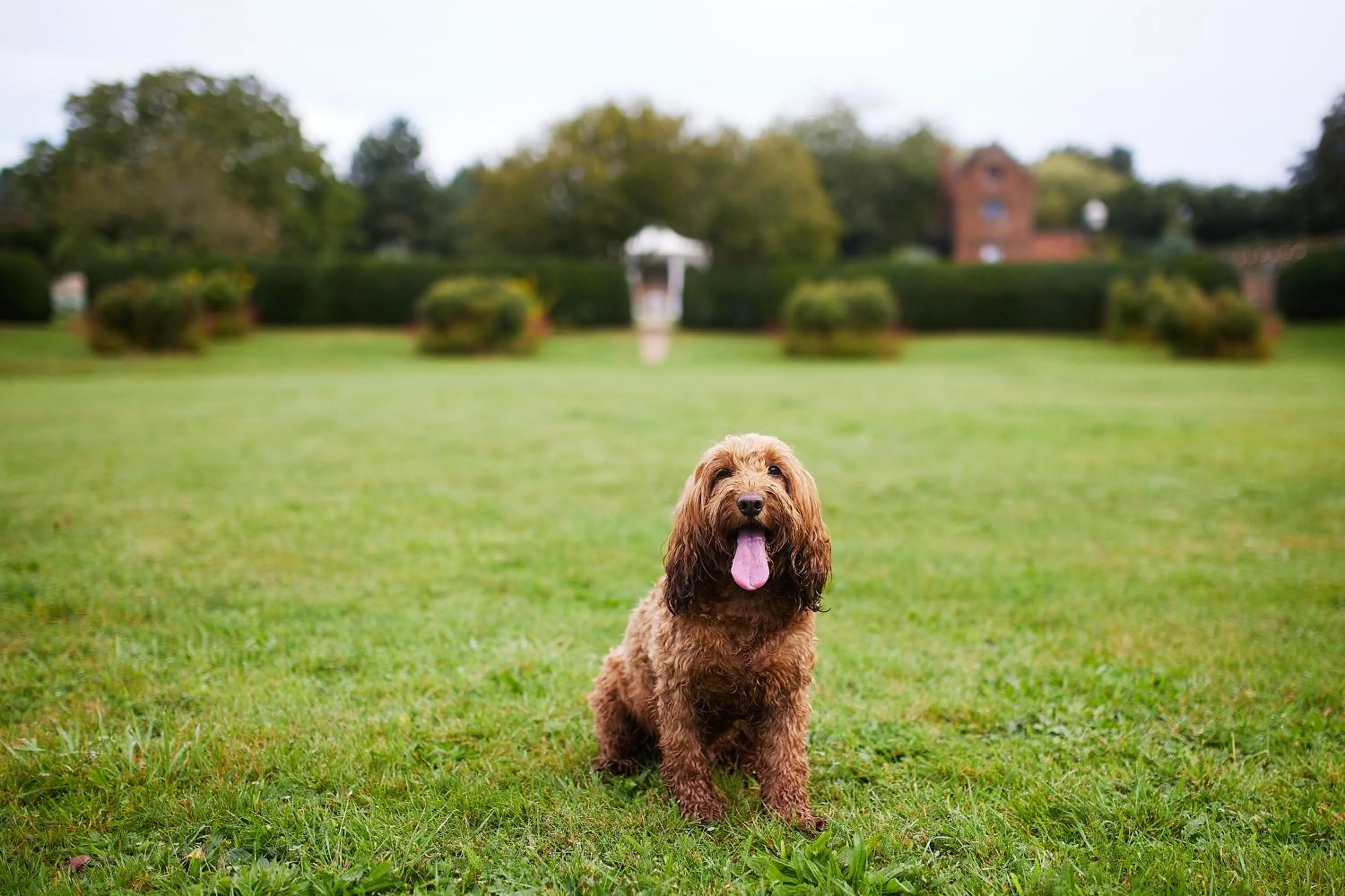 Pets in Seckford Hall Hotel & Spa