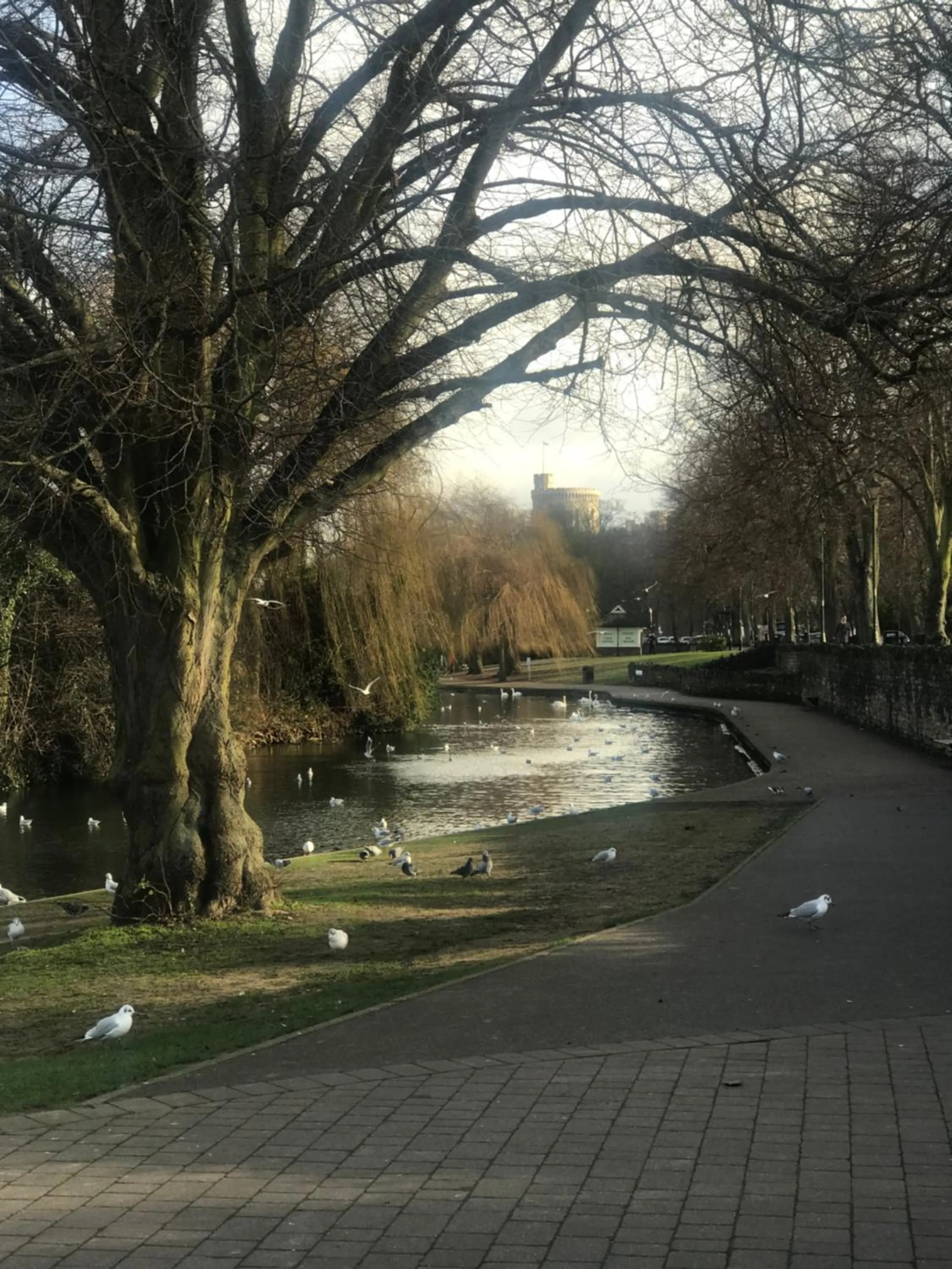 River view in New Oscar