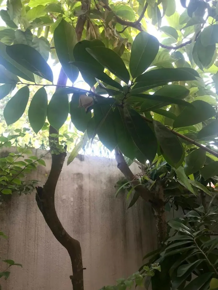 Garden in Casa de Ferias