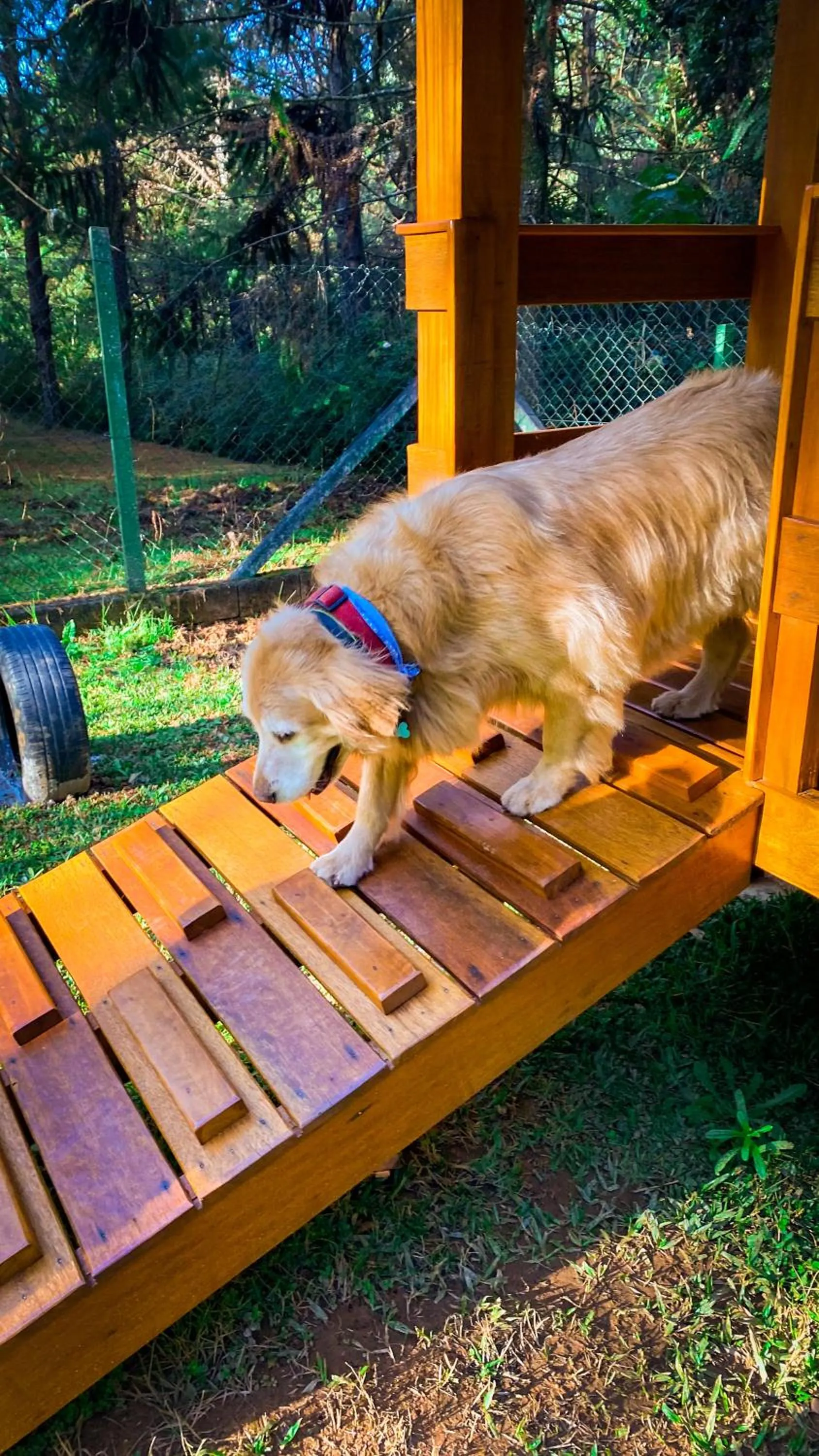 Pets in Pousada O Cantinho da Raposa