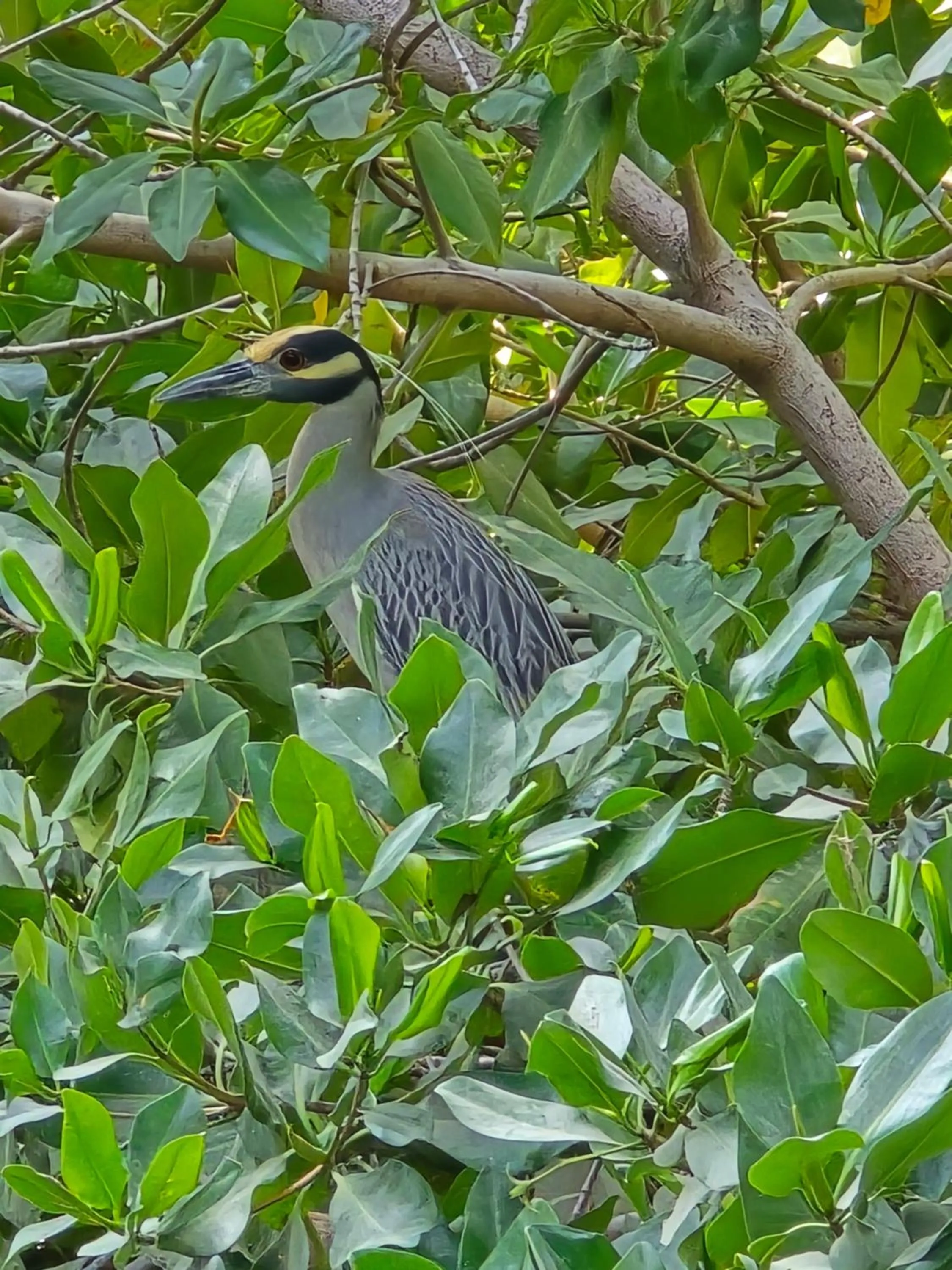 Natural landscape in Hotel Los Veleros Santa Marta