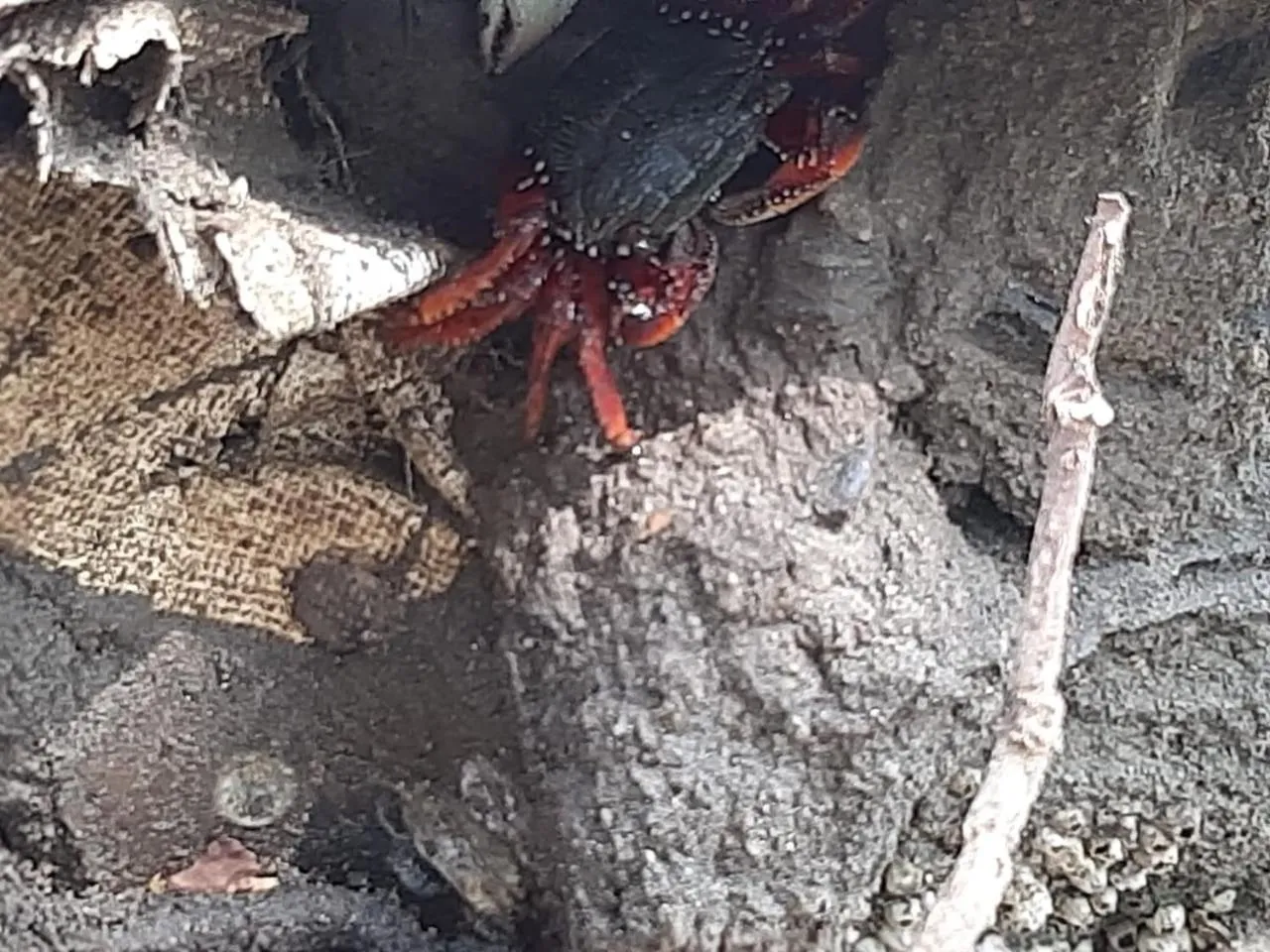 Animals in Hotel Los Veleros Santa Marta