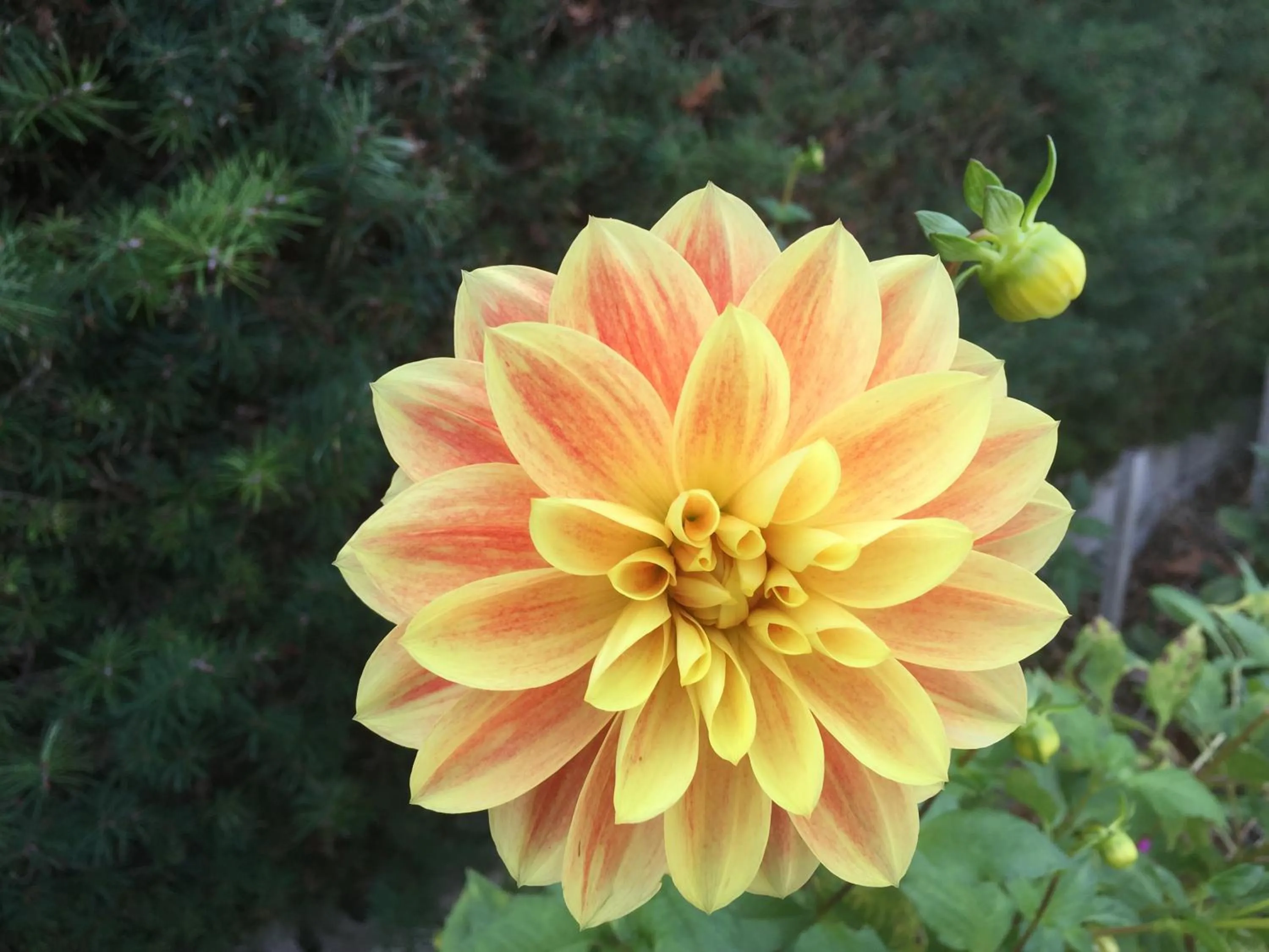 Garden view in Shakespeare House