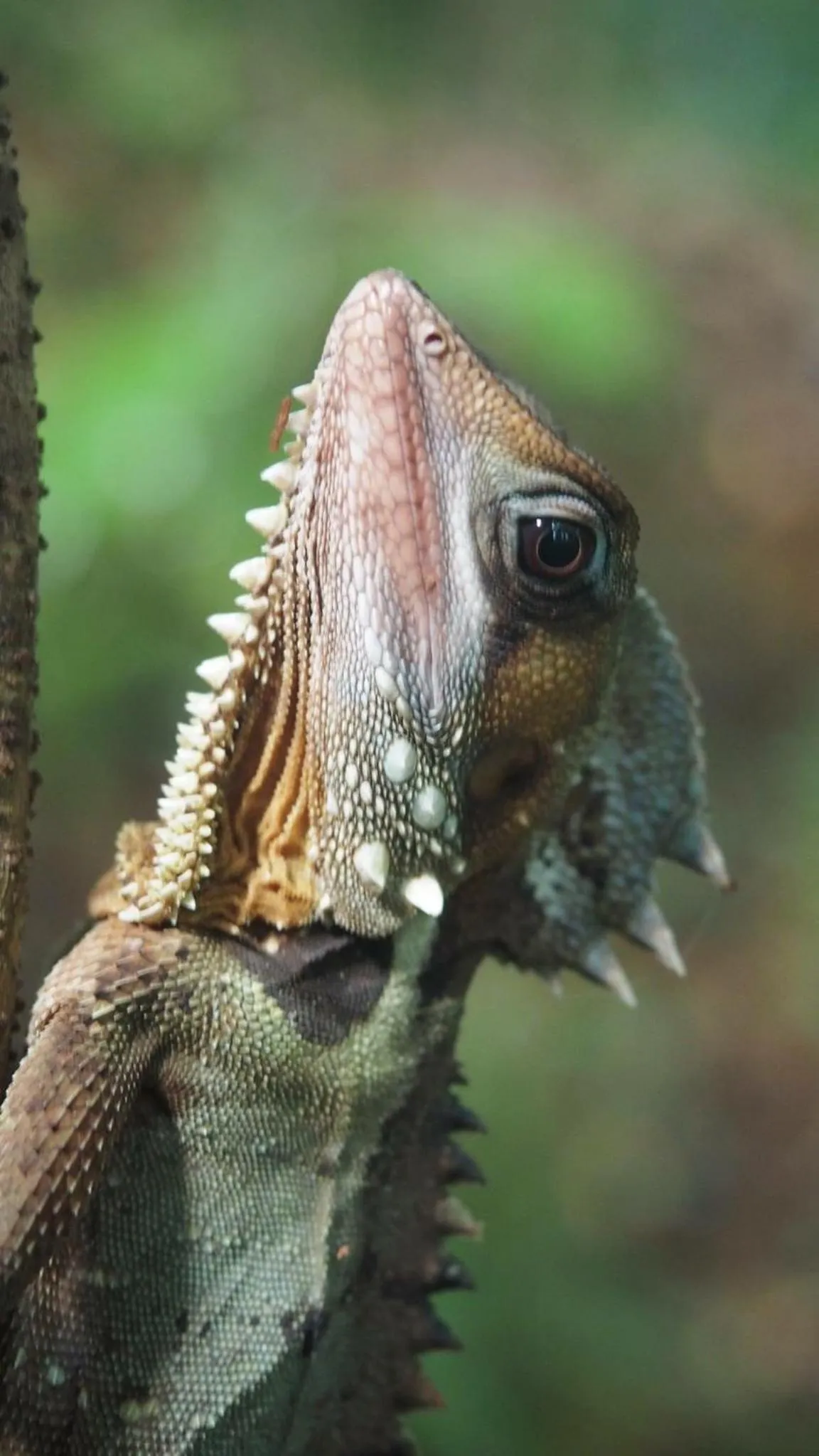 Animals in Daintree Crocodylus