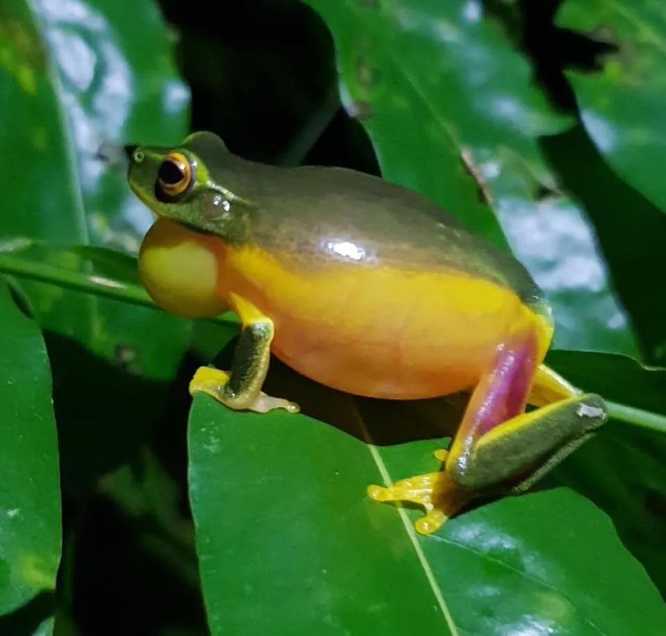Animals in Daintree Crocodylus