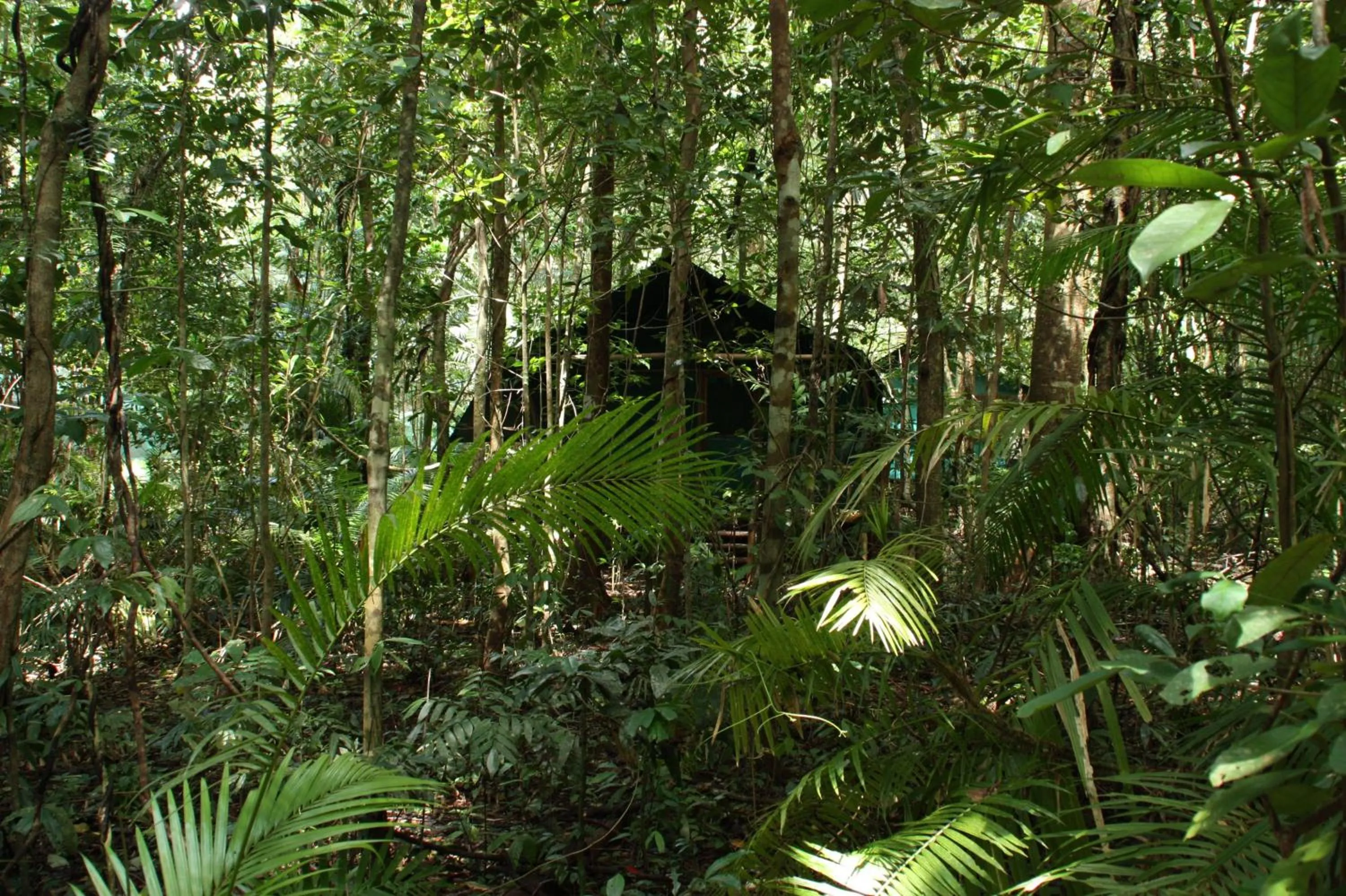 Facade/entrance in Daintree Crocodylus