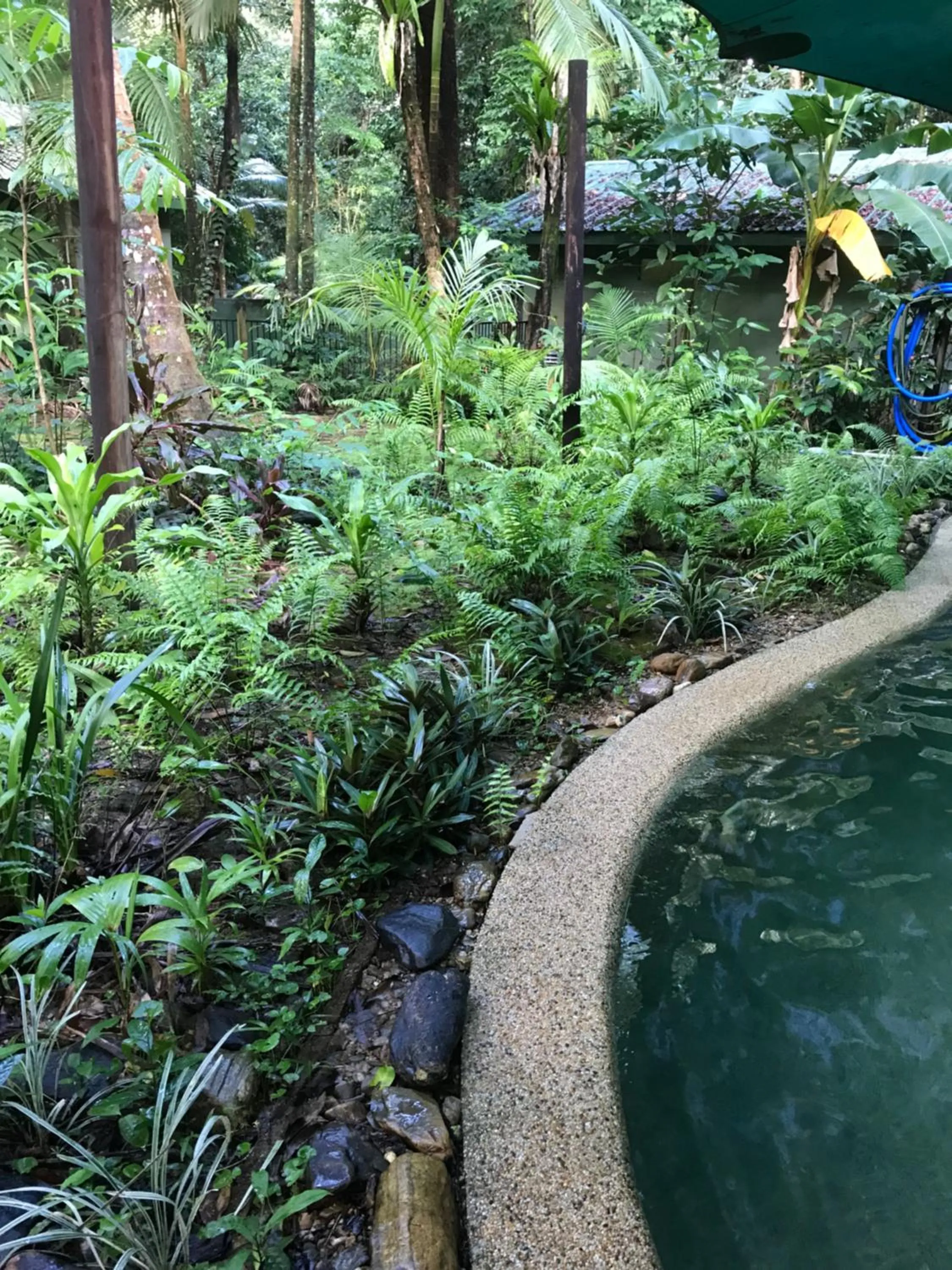 Natural landscape in Daintree Crocodylus