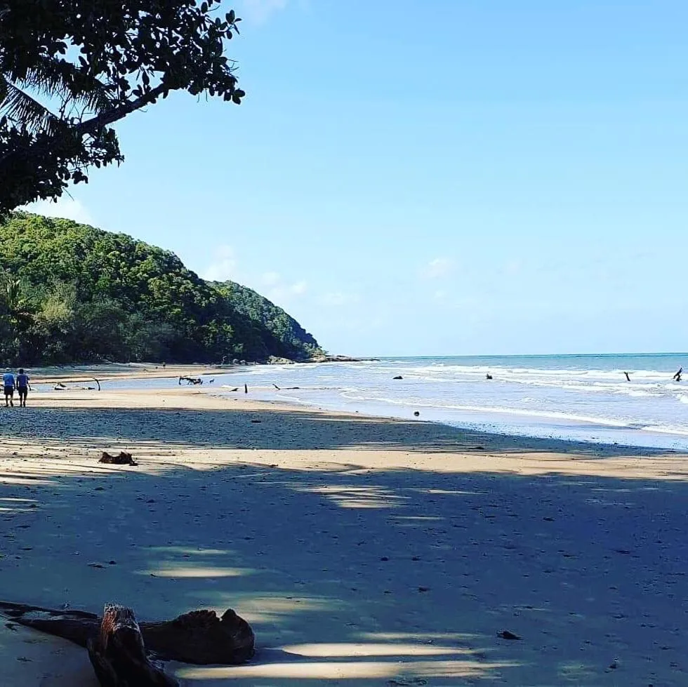 Natural landscape in Daintree Crocodylus