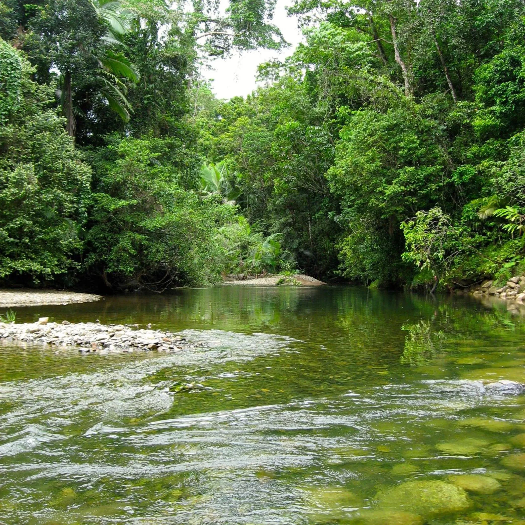 Natural landscape in Daintree Crocodylus
