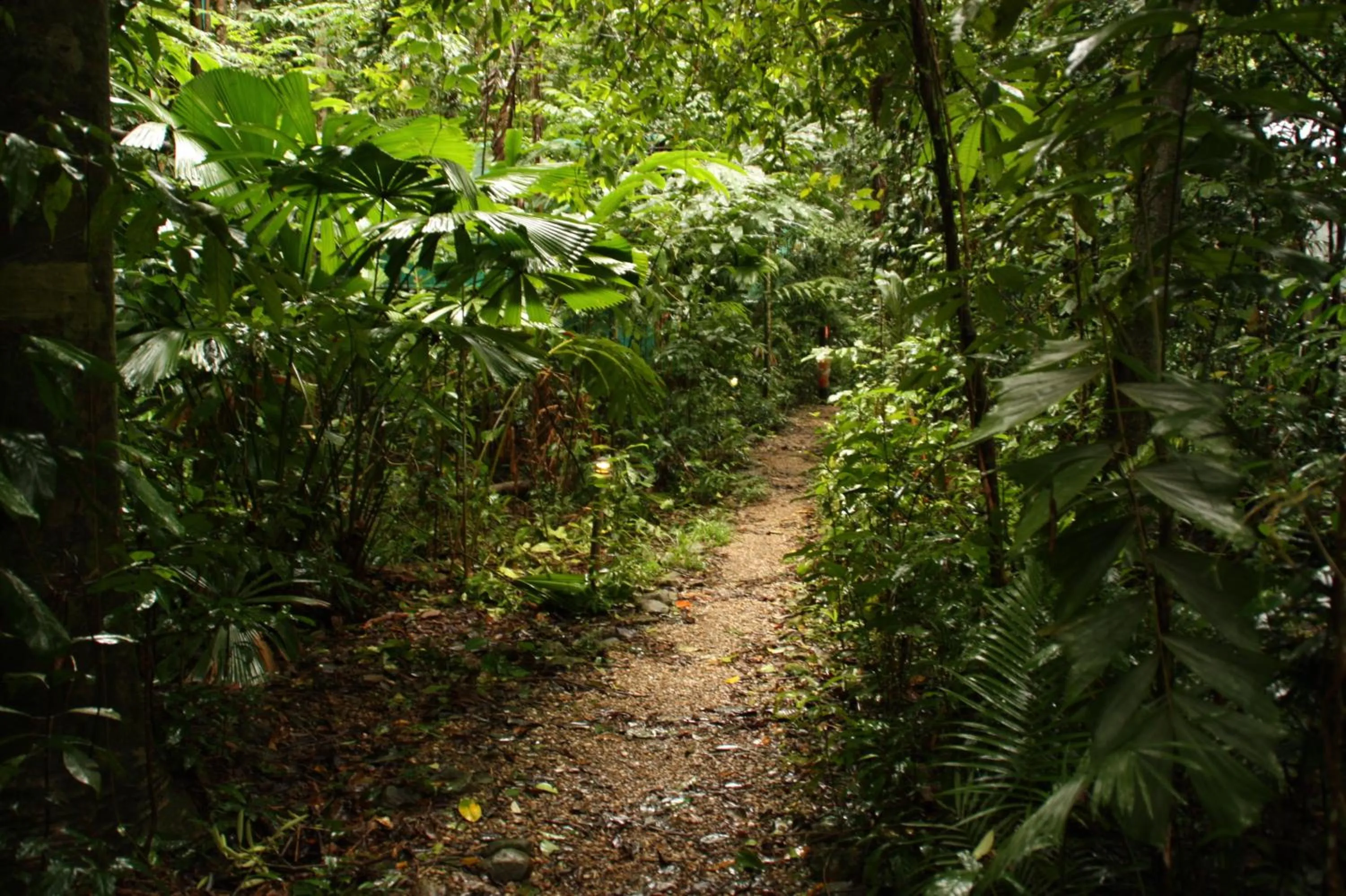 Facade/entrance in Daintree Crocodylus